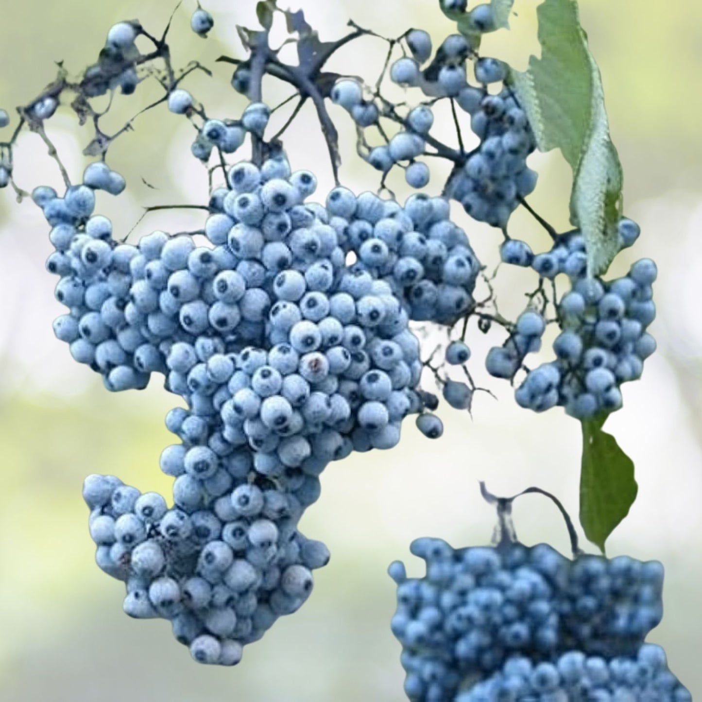 Blue Elderberry Seeds - 150 Pack - Sambucus Caerulea - Organic Elderberry Plant Seeds for Gardening and Landscaping