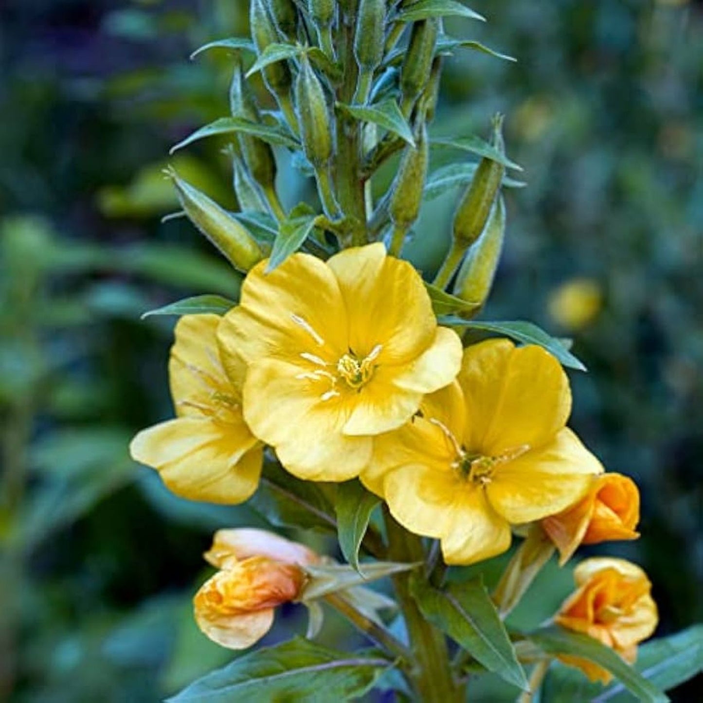 Evening Primrose Seeds 100 Count - Organic Flower Seeds for Planting - Oenothera biennis - Perennial Wildflower Seeds