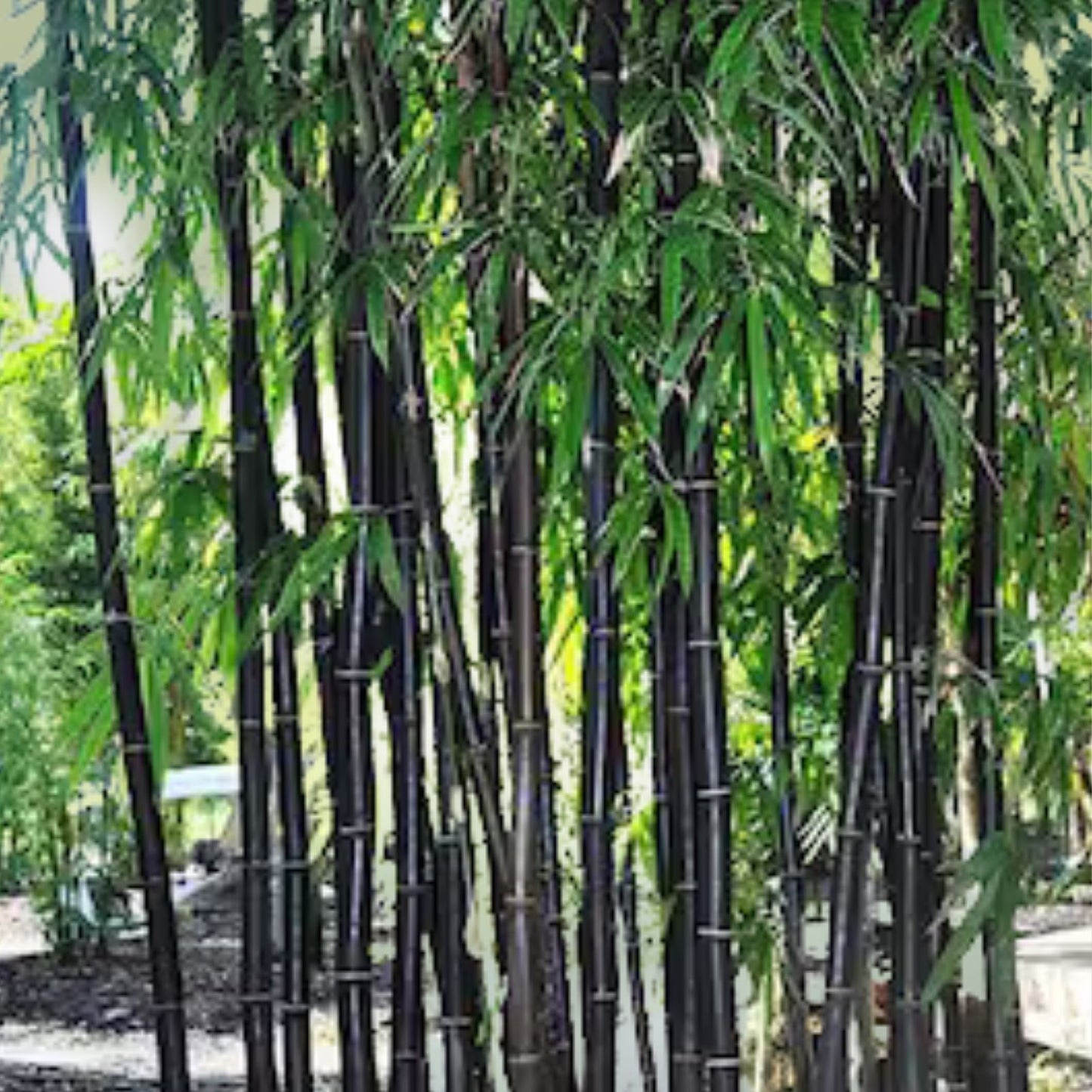 Rare Purple Bamboo Seeds 50pcs Pack, Lucky Bamboo, Phyllostachys nigra var. henon, Ornamental Plant, Garden, Indoor Plant