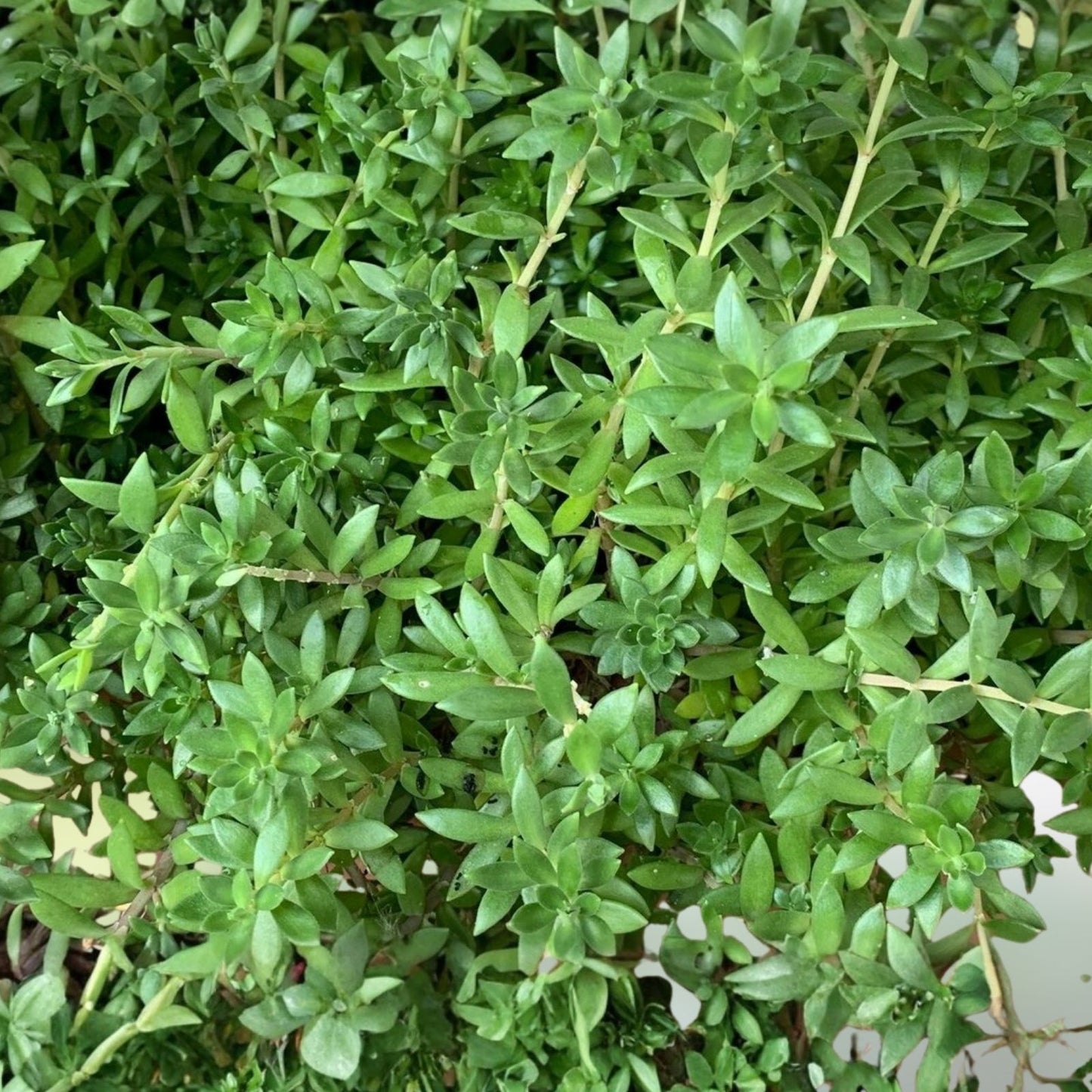 Sedum Sarmentosum Cuttings - 70 Fast Growing Creeping Perennial Live Plants for Ground Cover