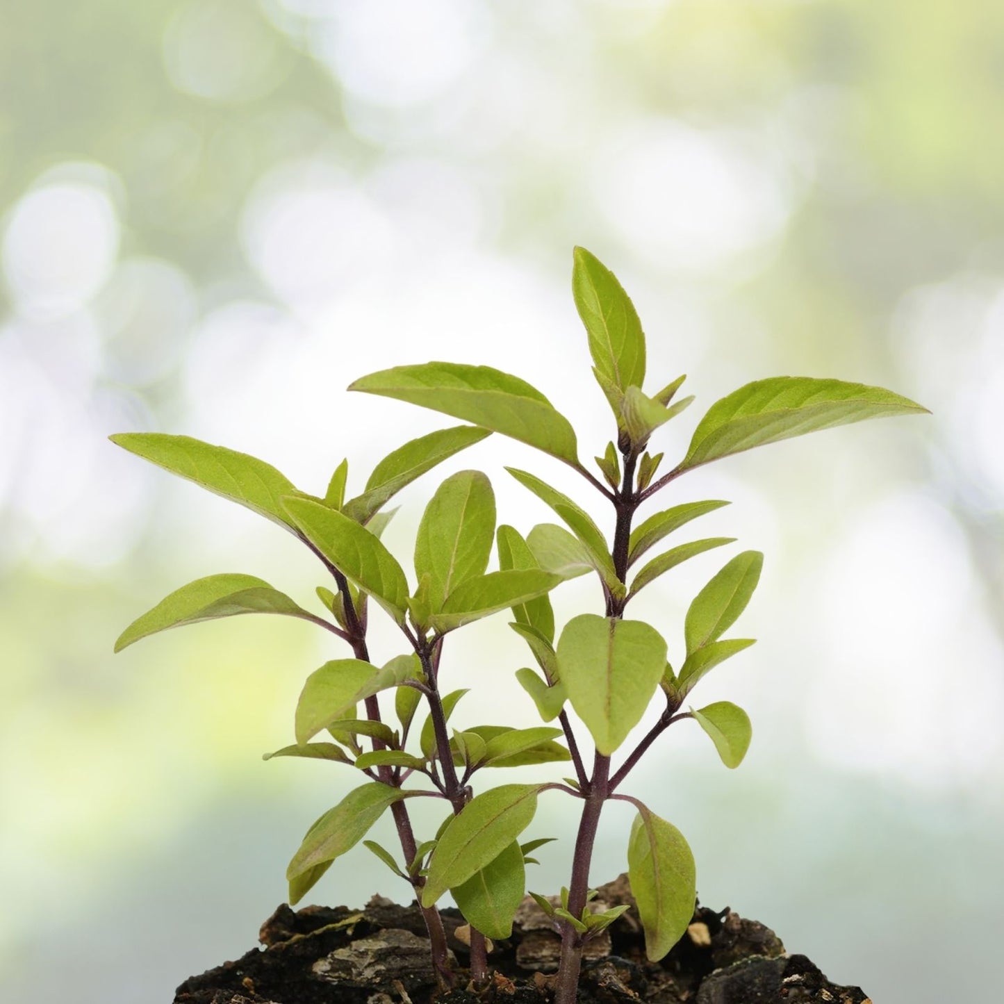 Thai Basil Seeds - Purple Heirloom Variety, Non-GMO, 450+ Seeds, Ocimum Basilicum - Free Shipping!