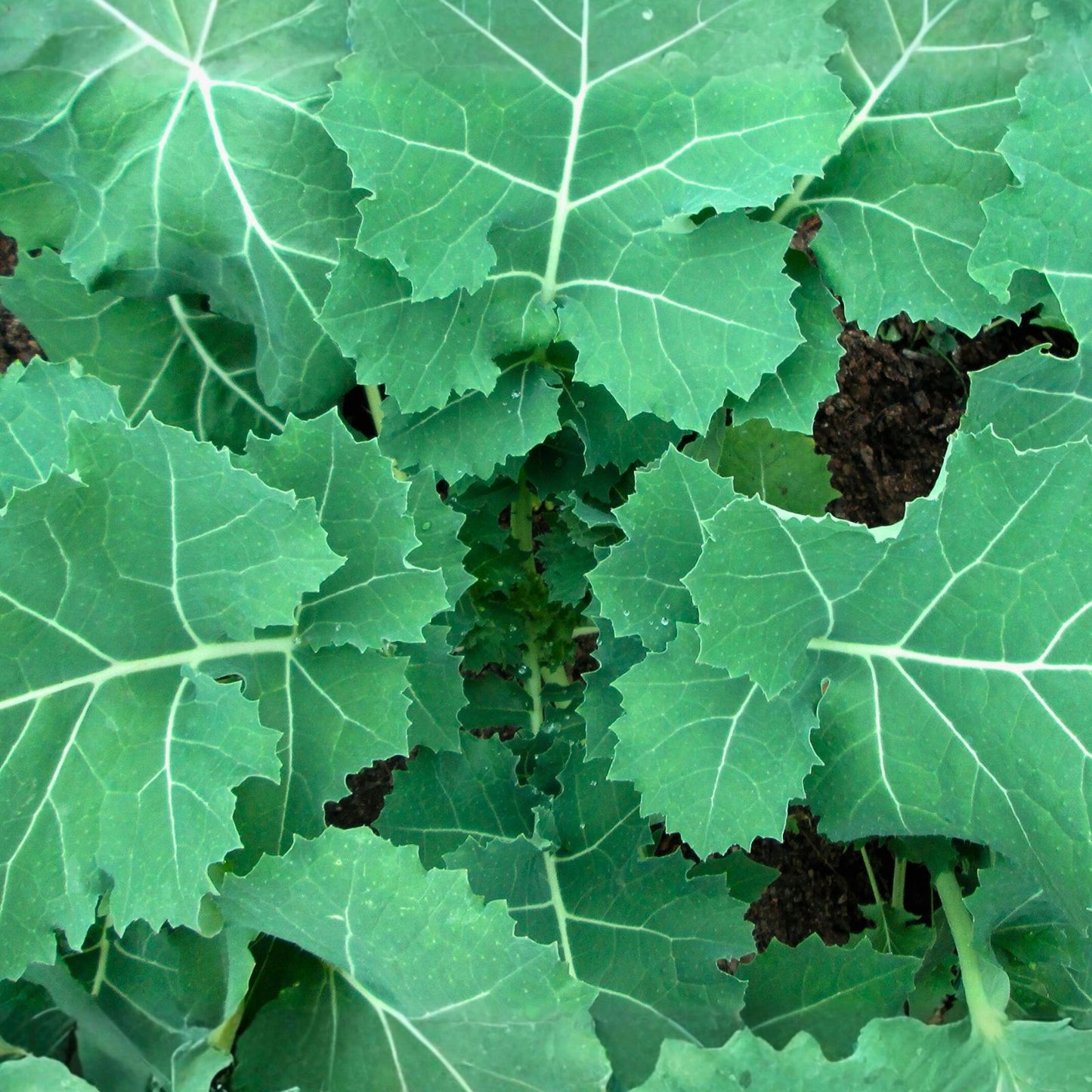 Non-GMO Kale Seeds 100 Count – Premier Variety for Salads and Cooking – Brassica oleracea