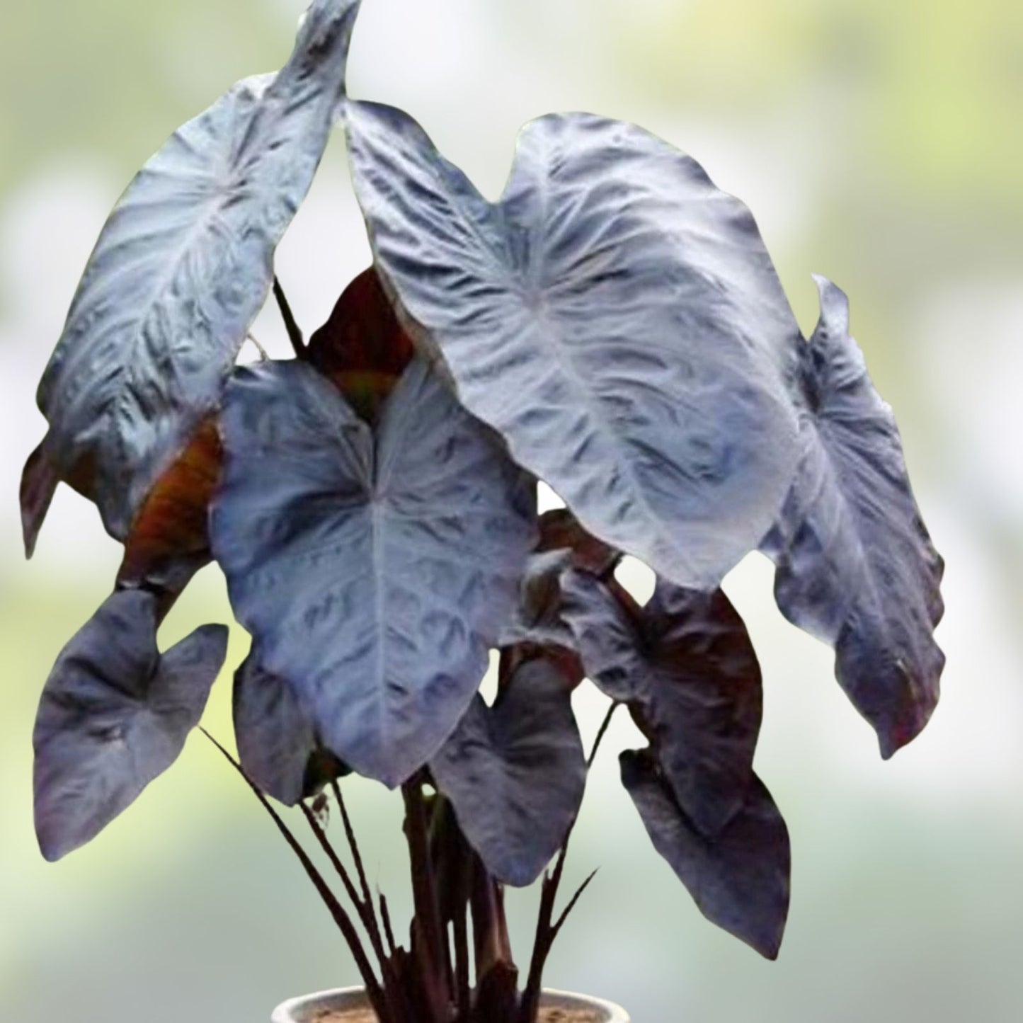 Black Coral Colocasia esculenta Elephant Ear - Small Rooted Starter Plant - Tropical Foliage - Unique Leaf Color