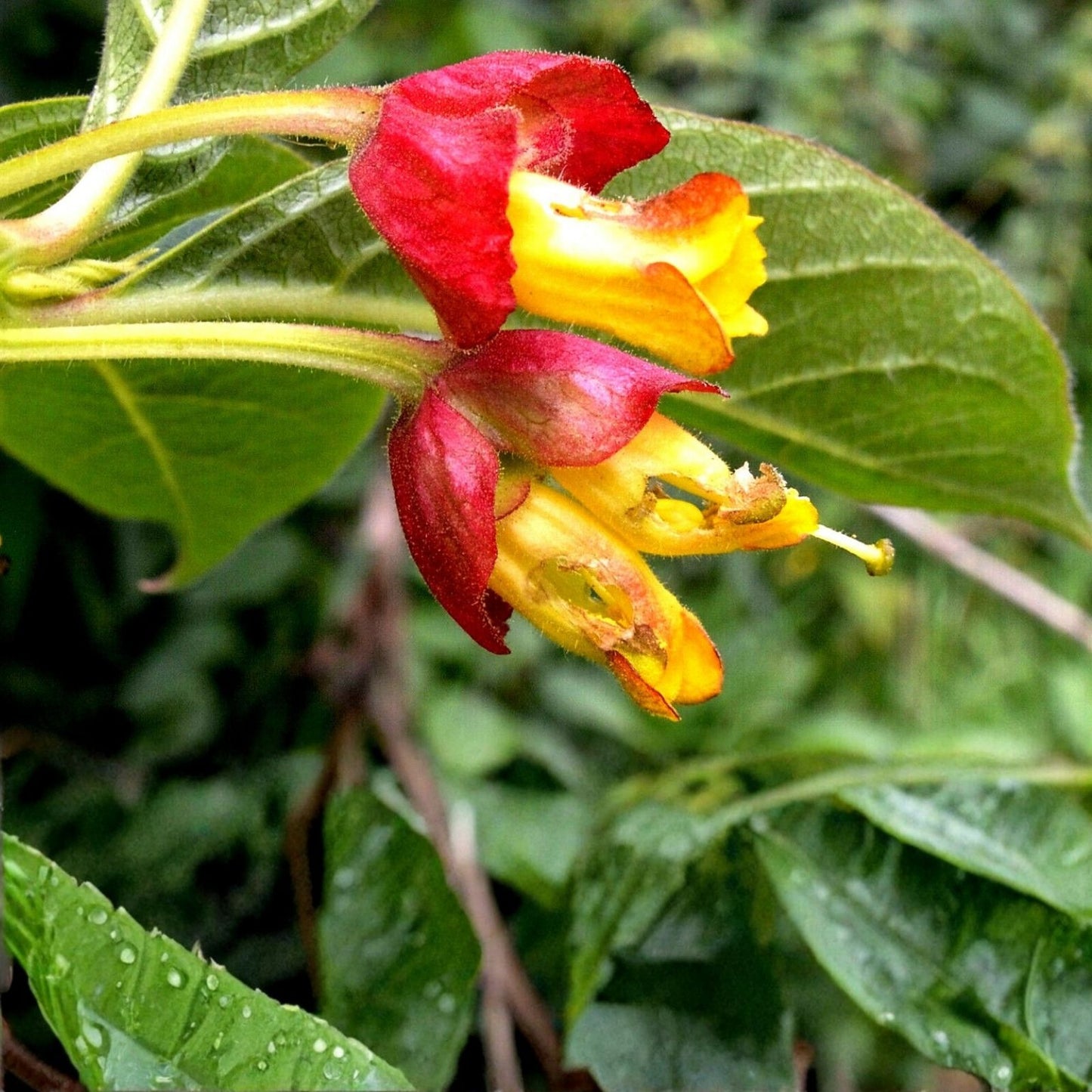 Twin-berry Honeysuckle Seeds – 50+ Medicinal Red Flower Vine Shrub – Lonicera involucrata – Ornamental & Medicinal Plant Seeds