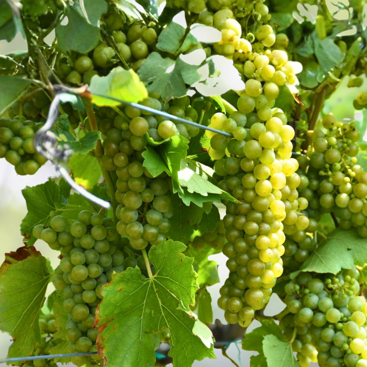 Grape Vine Seeds 12 Pack - Red Sweet Fruit Vitis vinifera - Ready to Germinate 2024