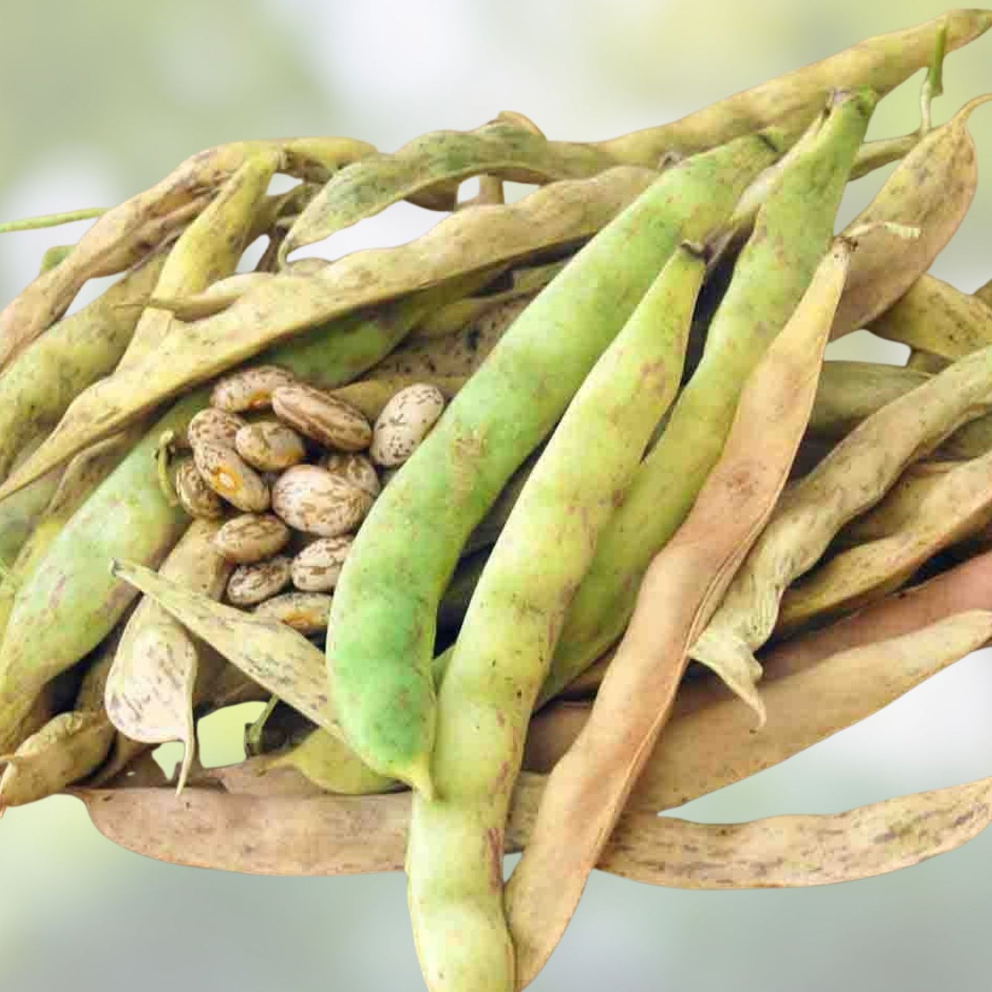 Pinto Bean Seeds 50 Count - Easy to Grow Nutritious Phaseolus vulgaris Planting Seeds