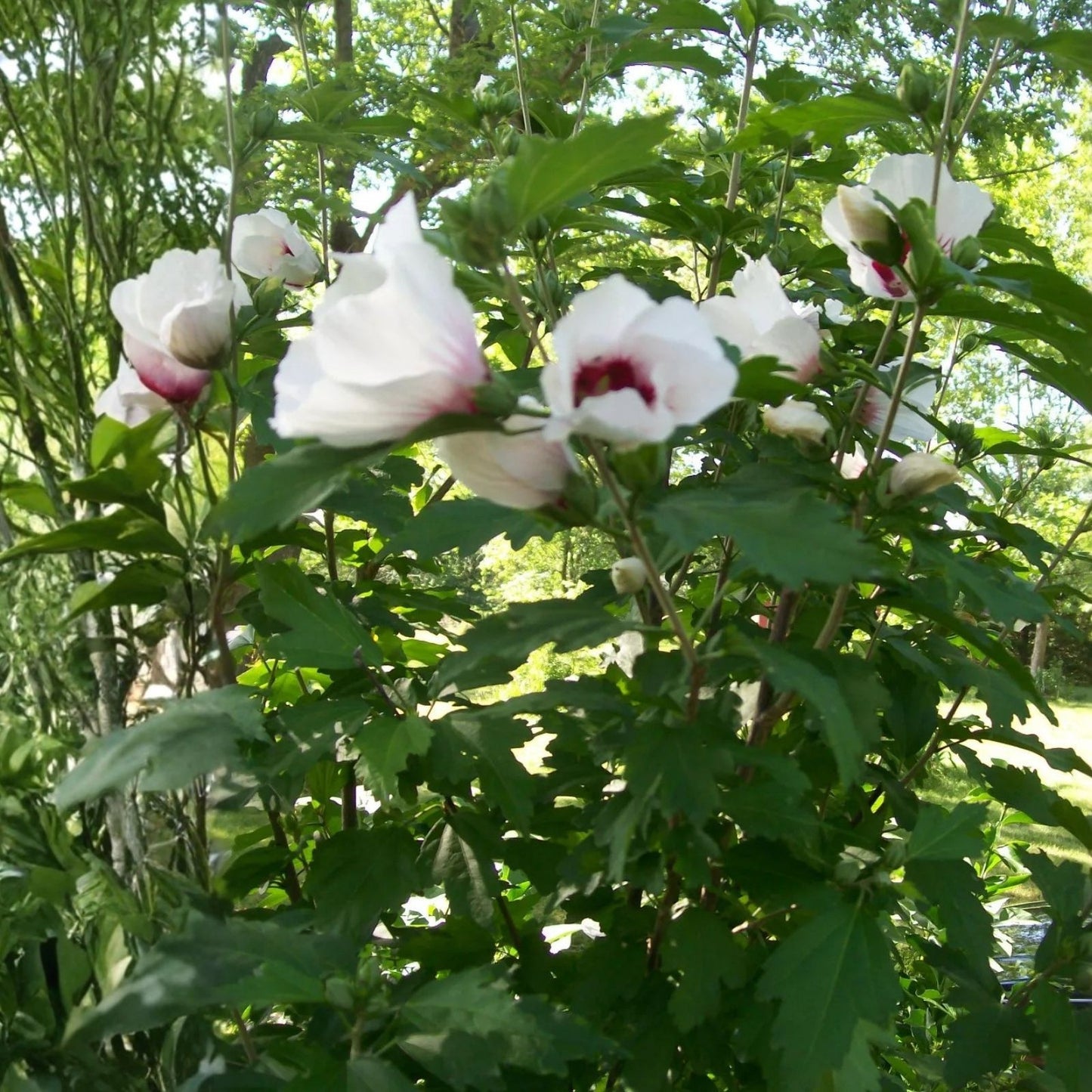 Set of 4 Rose of Sharon Plants, 12-24 Inches, Mixed Colors, Hibiscus syriacus, Hardy Zones 5-9, 2-3 Years Old