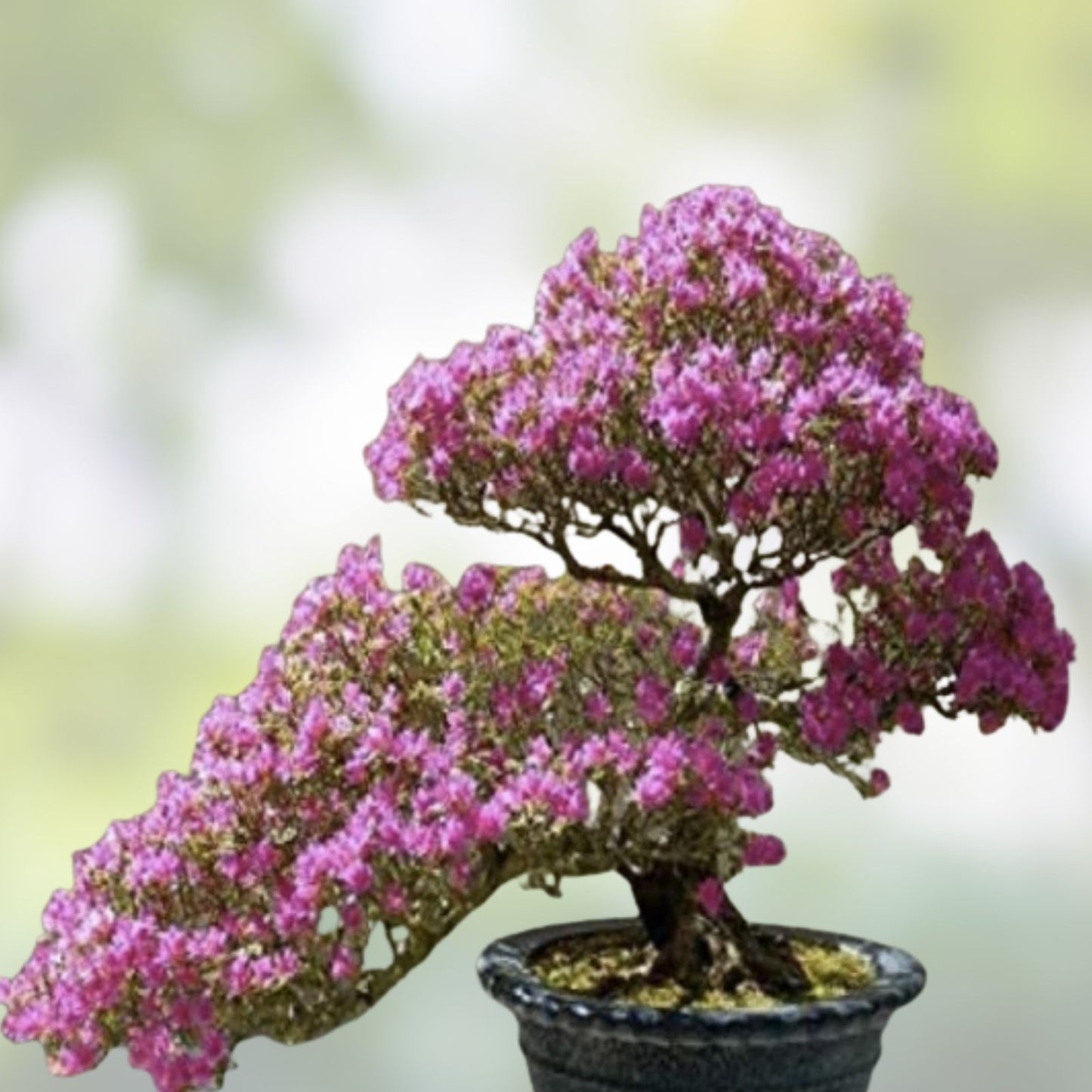 Judas Tree Bonsai Seeds Cercis siliquastrum Flowering Live Plant Starter Kit 20 Seeds
