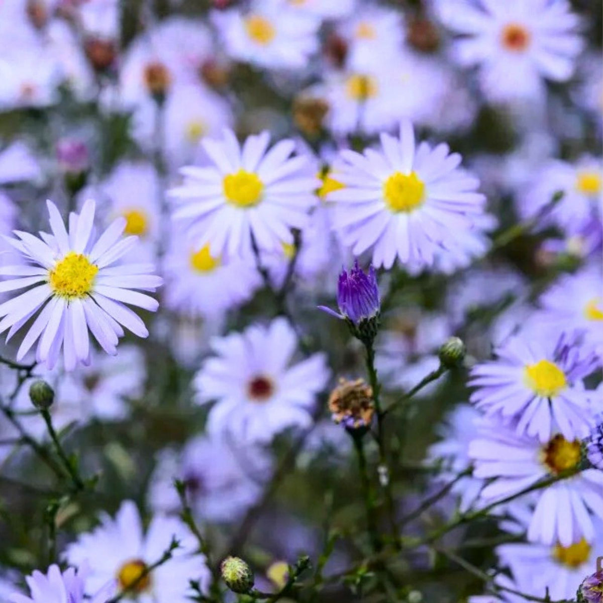 Chrysanthemum Mum Seeds 200+ Easter Mix Annual Flower Variety Colorful Blooms for Garden Chrysanthemum spp.