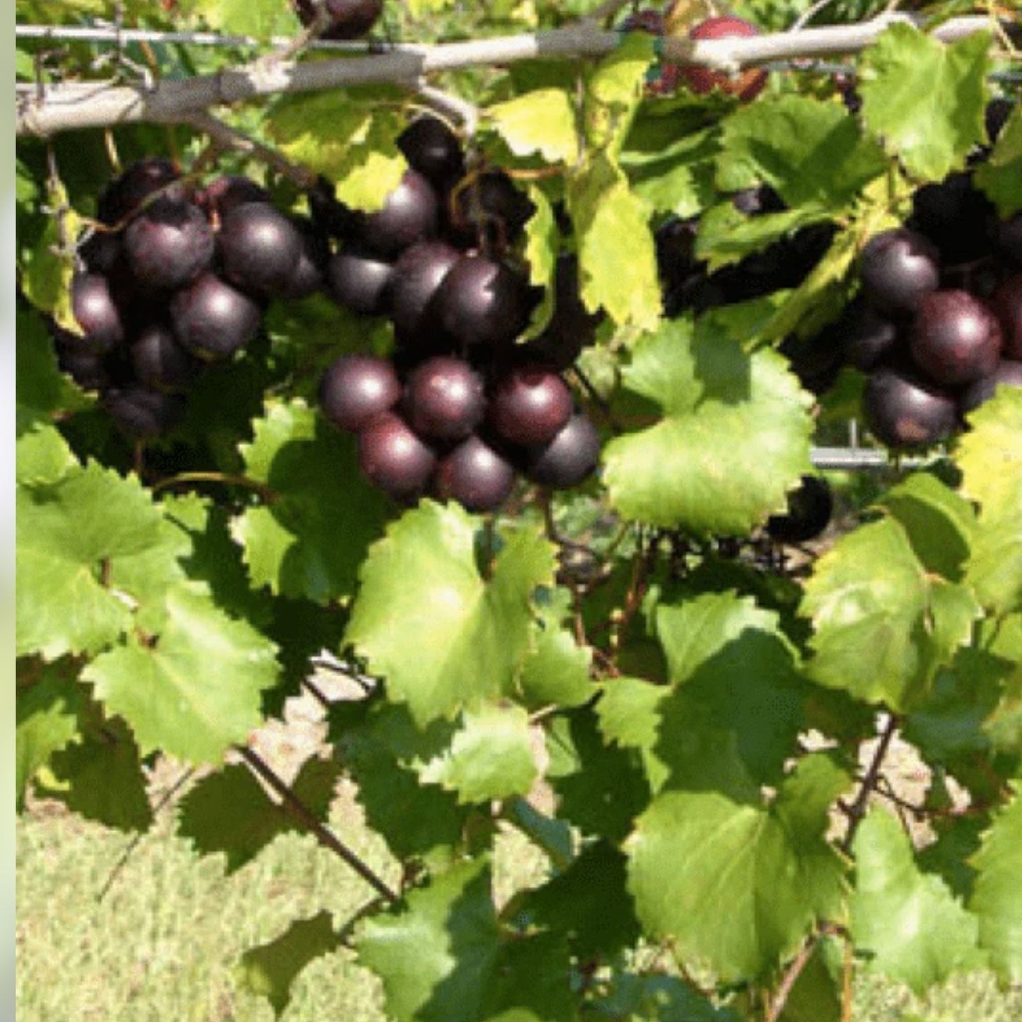 Organic Muscadine Grape Cuttings 10+10 Black Noble Bronze Carlos Vitis rotundifolia | Fruit Vine Plant Propagation