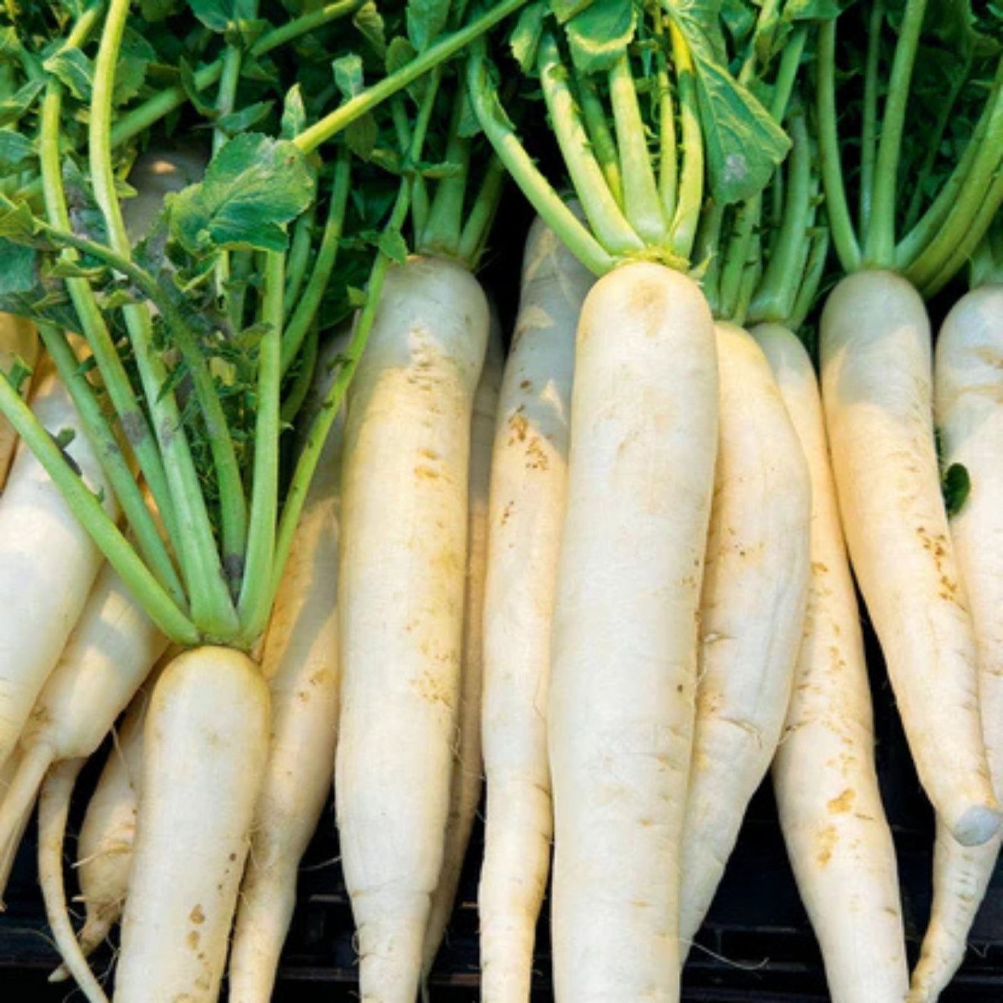 Japanese Daikon Radish Seeds - 100 Heirloom Non-GMO Seeds for Planting - Raphanus sativus var. longipinnatus