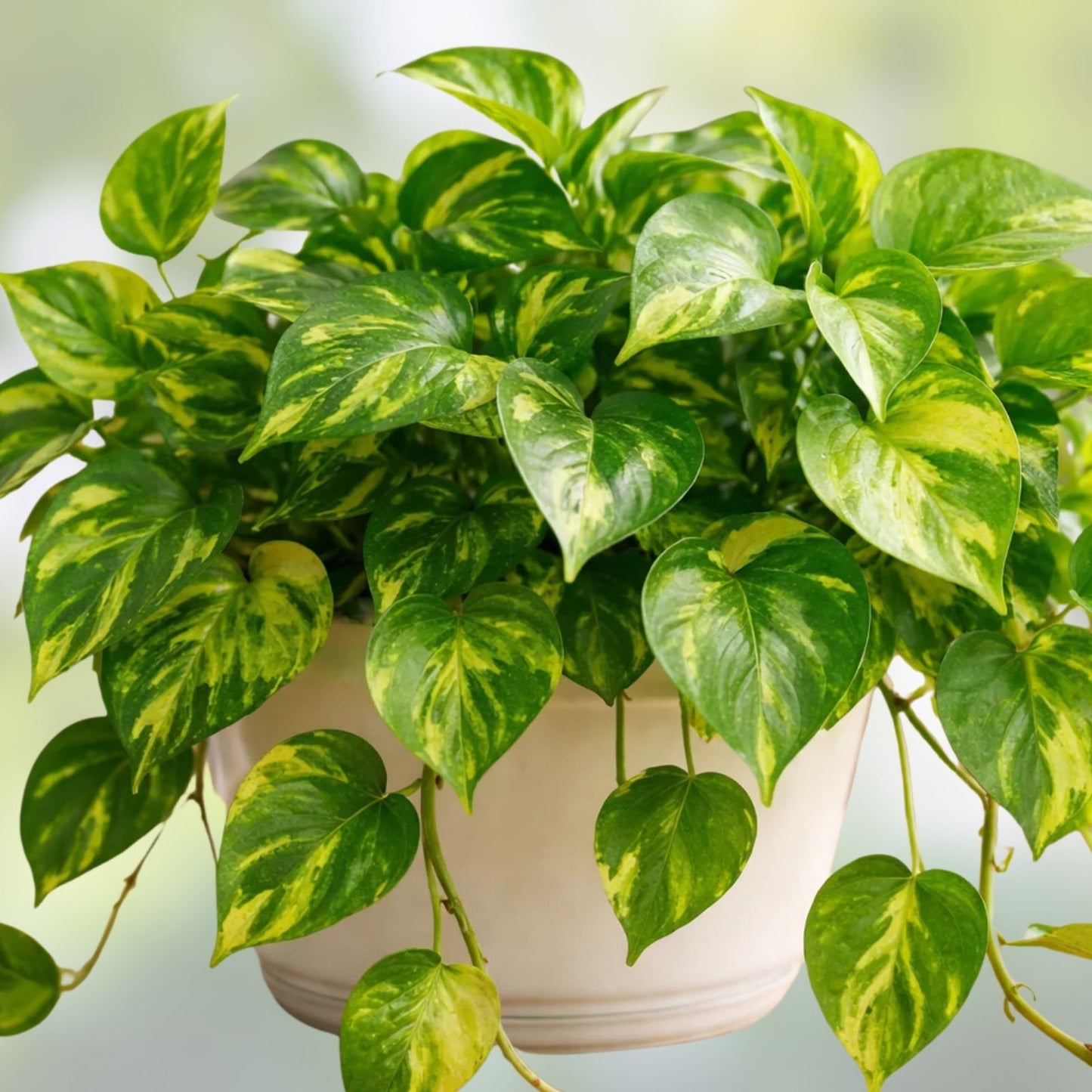 Golden Pothos Vine Cutting 10’ Variegated Live Houseplant, Epipremnum aureum, Air Purifier, Indoor Plant, Trailing Green Plant