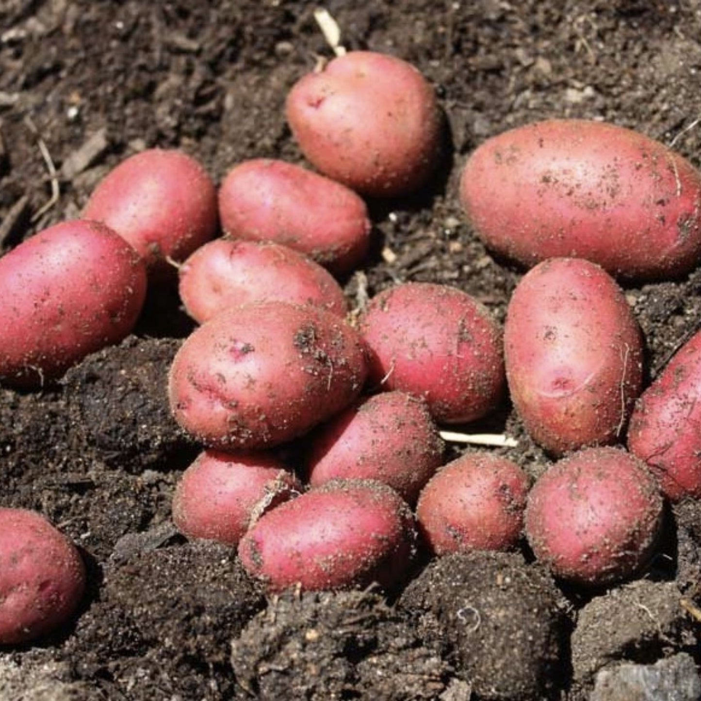 Red Pontiac Seed Potatoes for Planting, Medium Size, High Yield Variety, Solanum tuberosum
