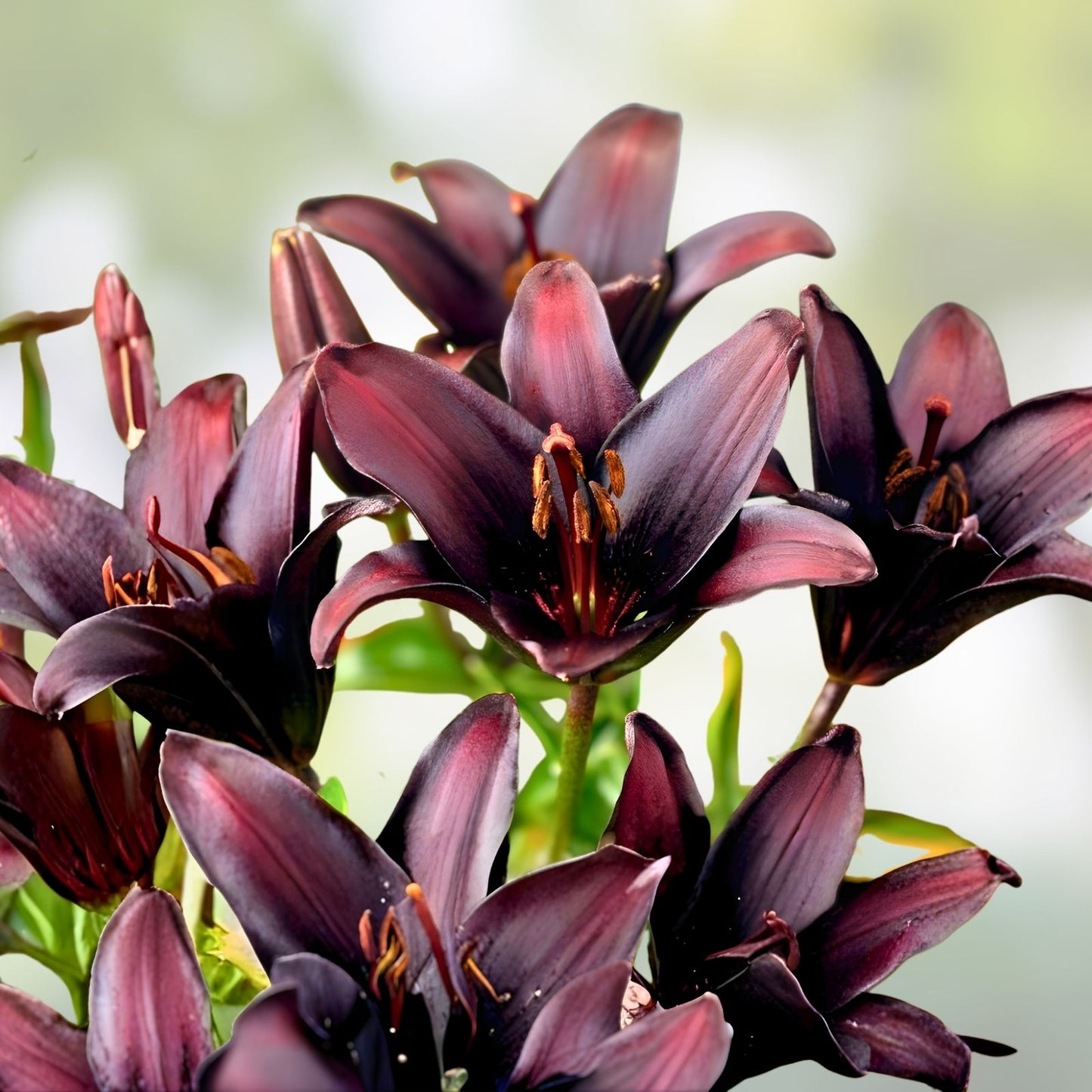Asiatic Lily Bulb - Large Burgundy Red Flowering Bulb - Lilium Landini - Garden Spring Planting Bulb