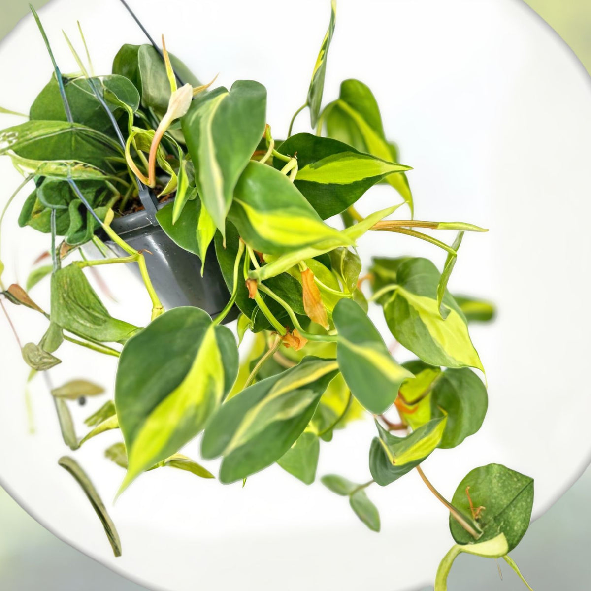 Philodendron Brazil Live Plant - 3 Inch Pot - Well Established Roots - Philodendron hederaceum