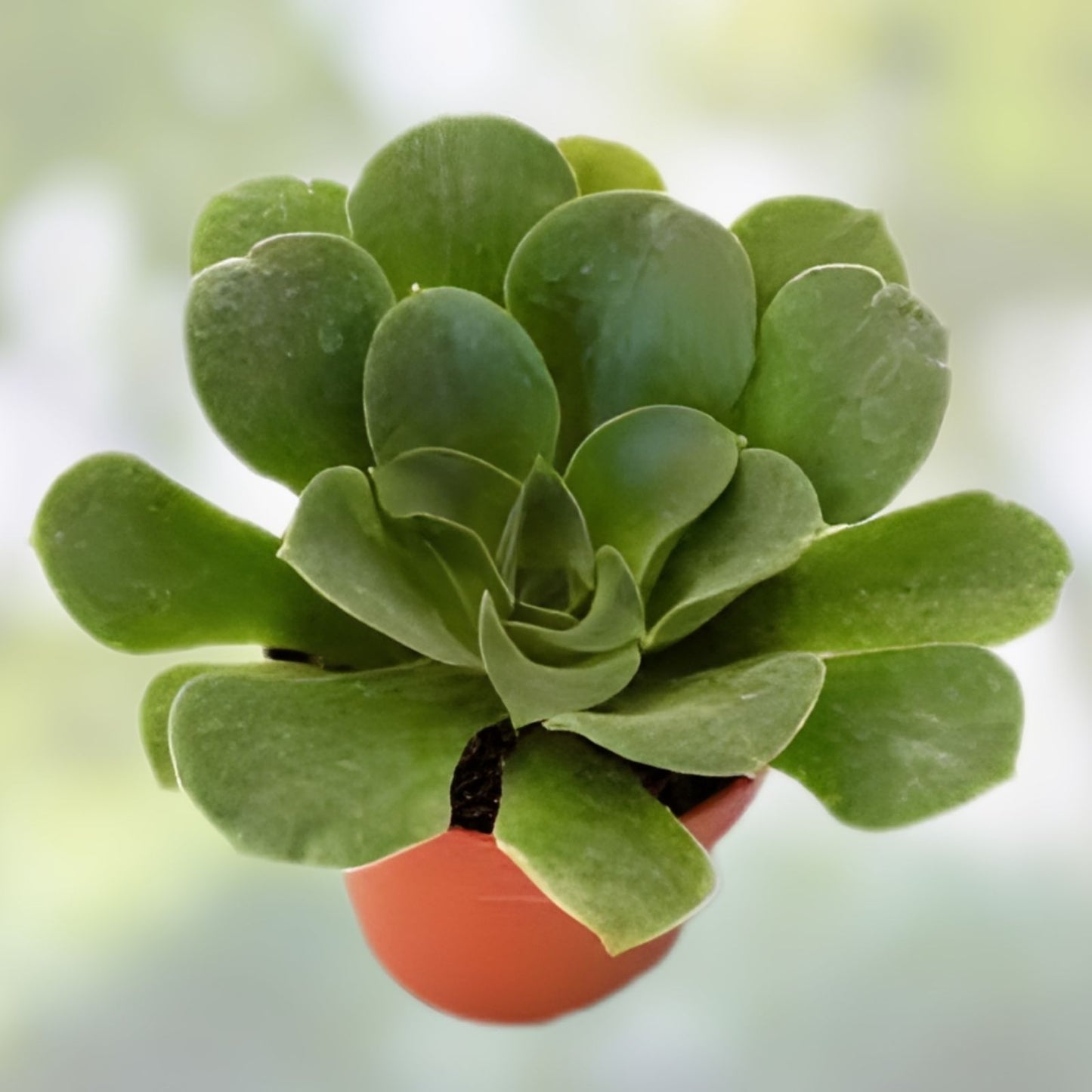 Aeonium Canariense Succulent Cutting 5-6" Green Houseplant, Indoor Gardening, Drought-Tolerant Succulent, Large Plant
