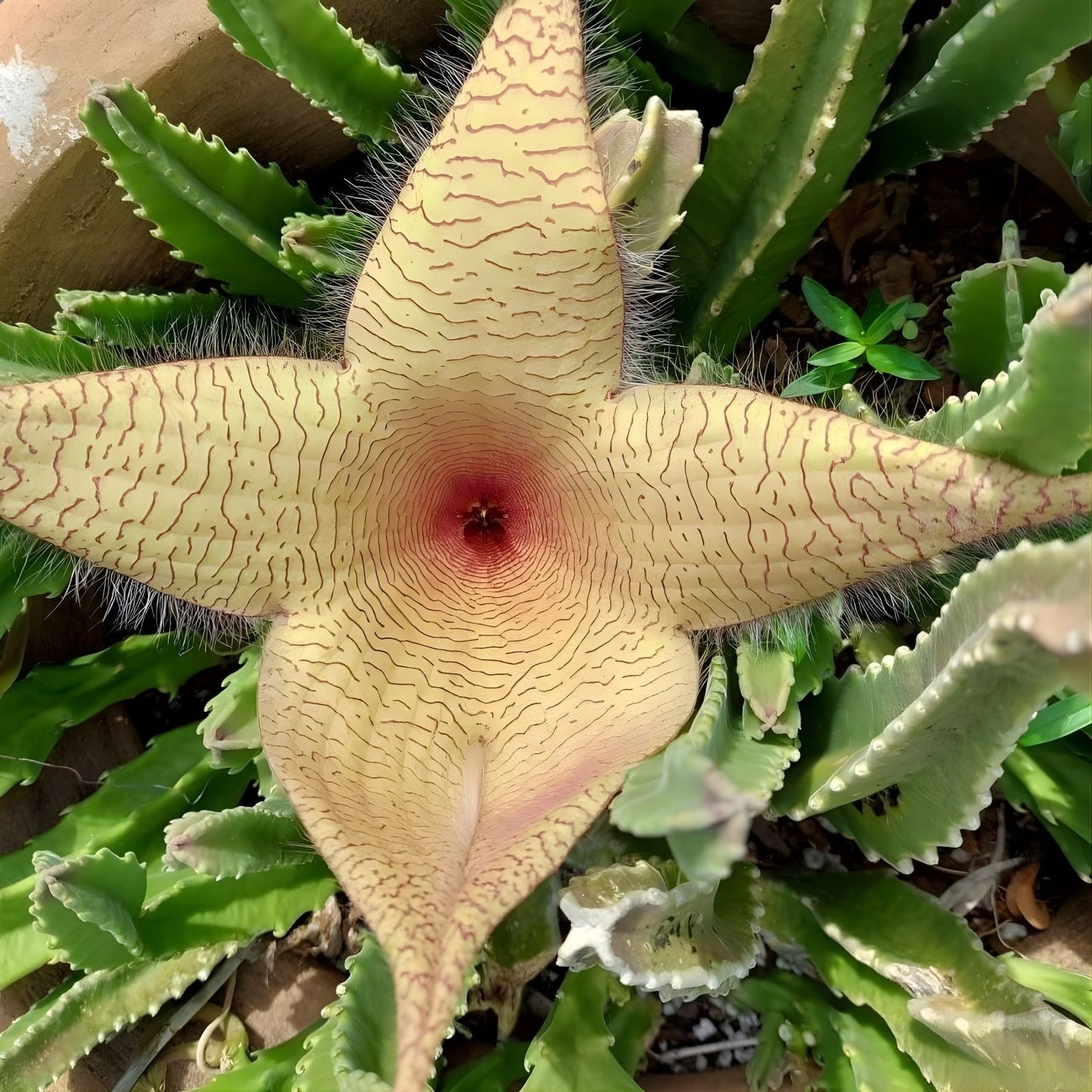 Stapelia Grandiflora Cuttings - Red Starfish Toad Cactus - Unique Carrion Plant - Easy to Grow Succulent