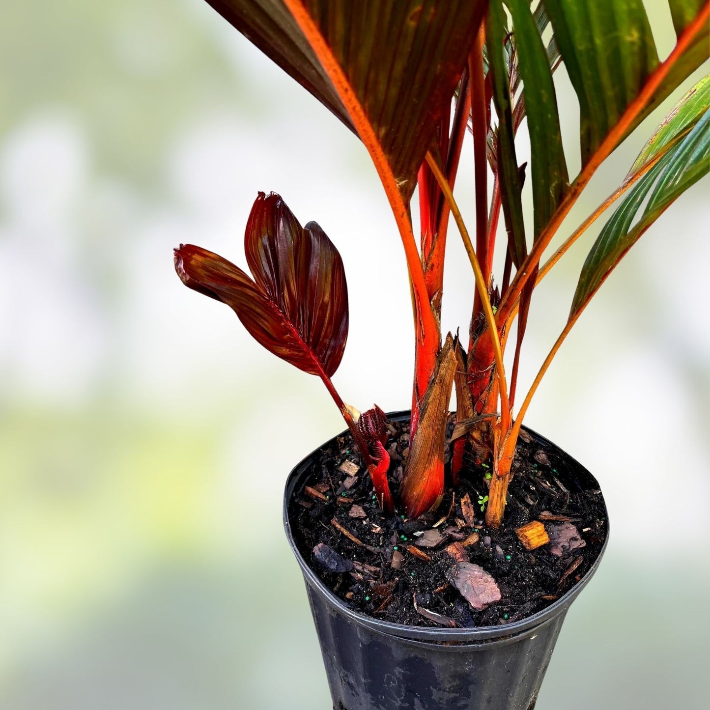 Red Crownshaft Palm Seeds 5 Pack, Areca Vestiaria, Exotic Indoor Outdoor Plant Seeds for Gardening and Landscaping