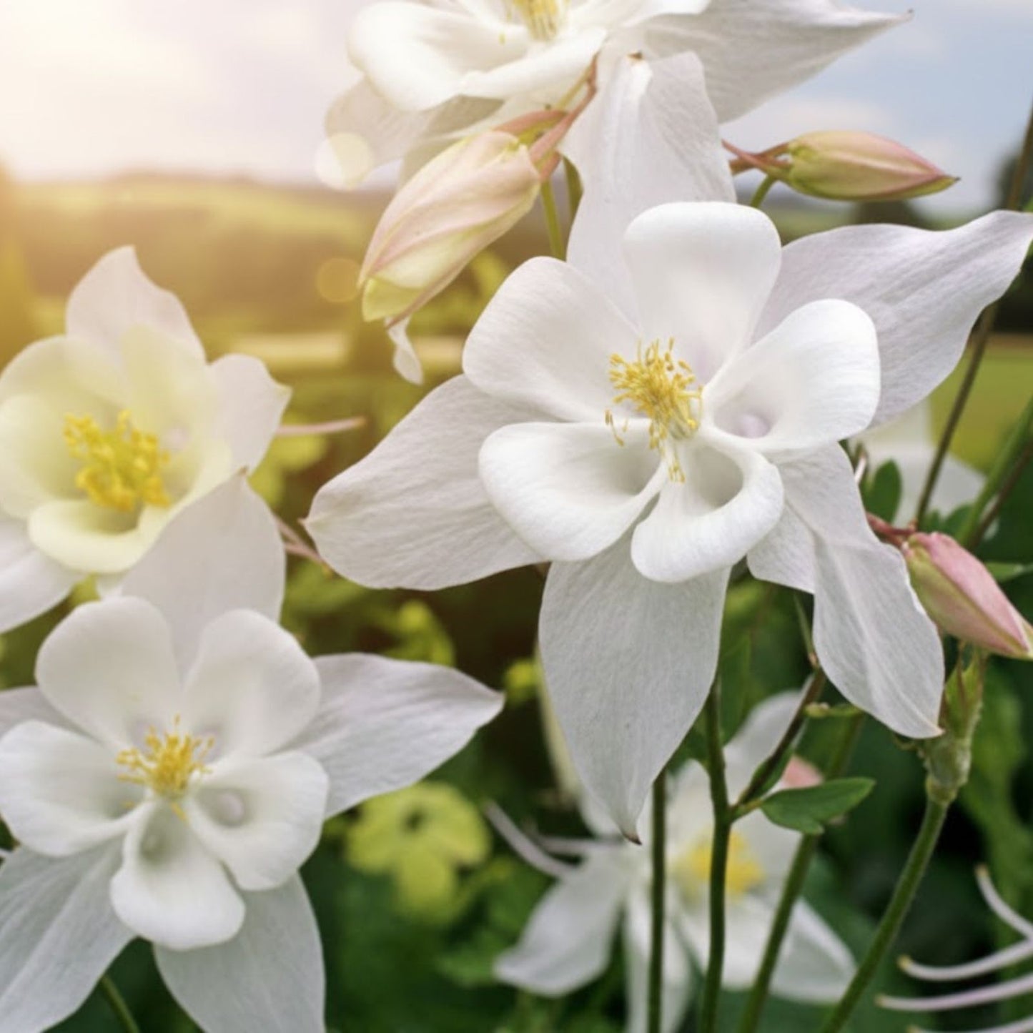 Columbine Seeds for Planting - Crystal White Variety - Aquilegia caerulea - Vibrant Wildflowers for Garden and Landscaping