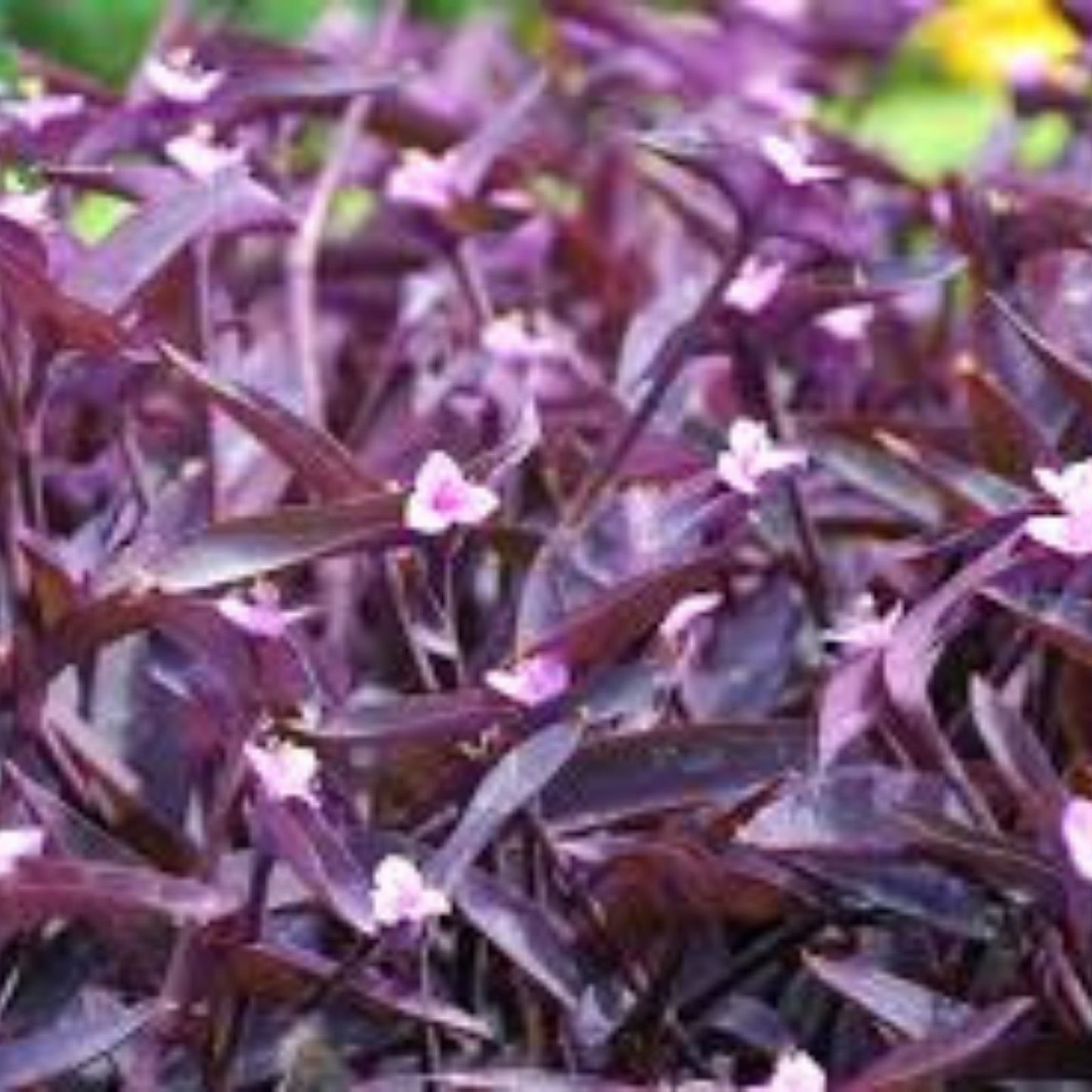 Tradescantia Pallida Clippings - 15 Purple Heart Cuttings for Plant Propagation - Easy Indoor Plant Starter