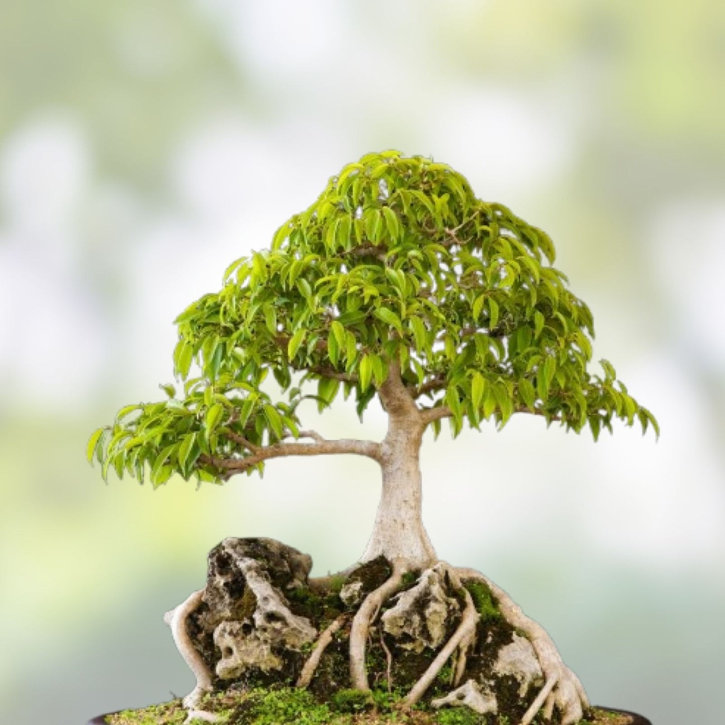 Weeping Fig Bonsai Tree Seeds, 30 Pack, Ficus benjamina, Indoor Decorative Houseplant, Easy to Grow, Live Plant Seeds