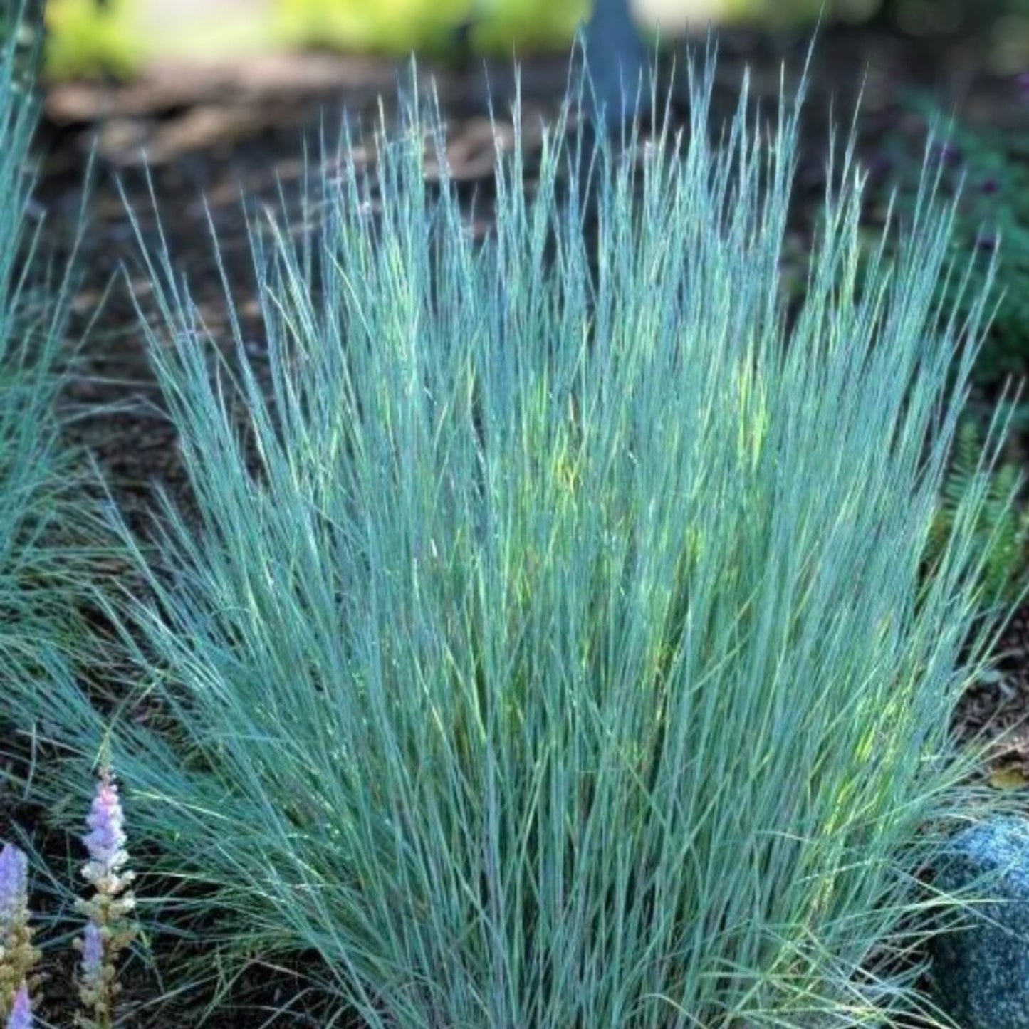 Little Bluestem Grass Seeds 100 Count - Ornamental Perennial Schizachyrium scoparium for Landscaping and Wildflower Gardens