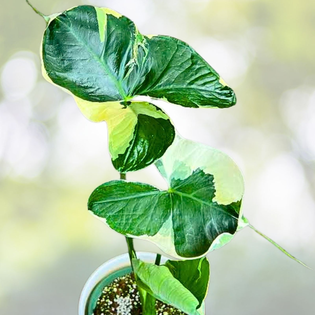Mickey Mouse Upright Elephant Ear Plant 2.5" Pot Alocasia Xanthosoma Unique Foliage
