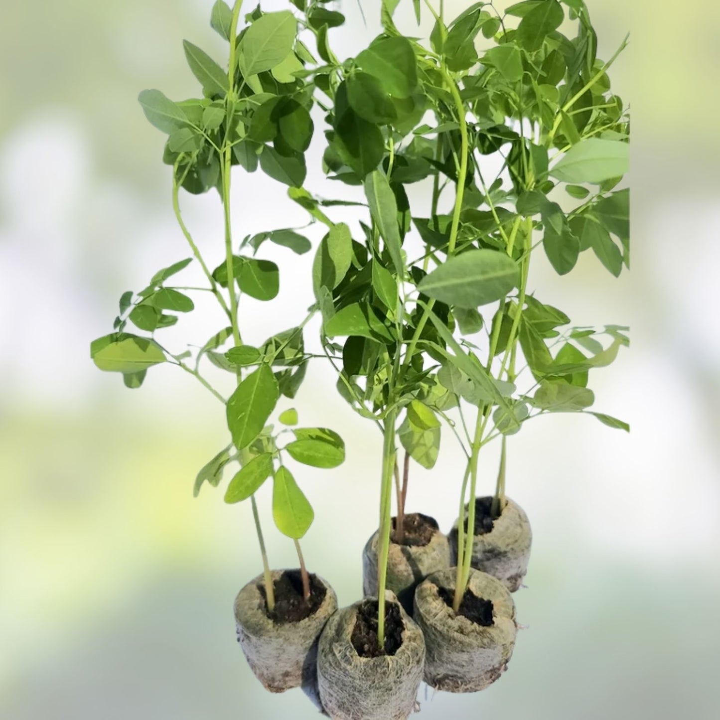 Organic Moringa Cuttings 5 Pack - Moringa oleifera Florida Grown - Live Plant Clippings for Gardening and Nutrition