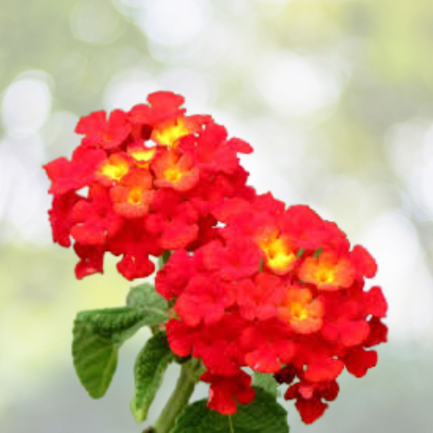 Lantana-Red-Plants-Live-3-to-5-Inch-No-Pot-Lantana-camara