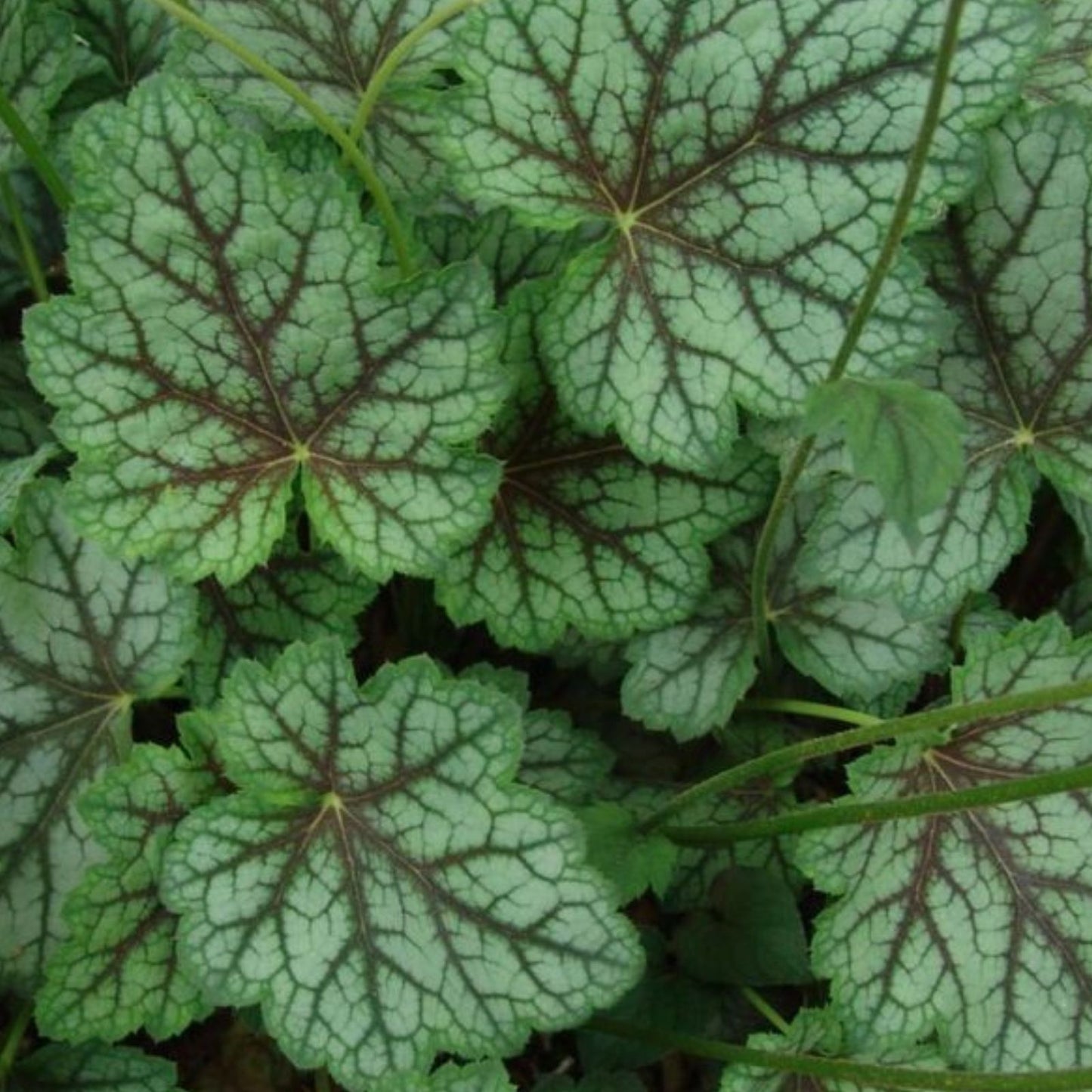 Heuchera 'Dale's Strain' Coral Bells Bare Root Plant – Silver Blue Foliage, Drought Tolerant Perennial Ground Cover
