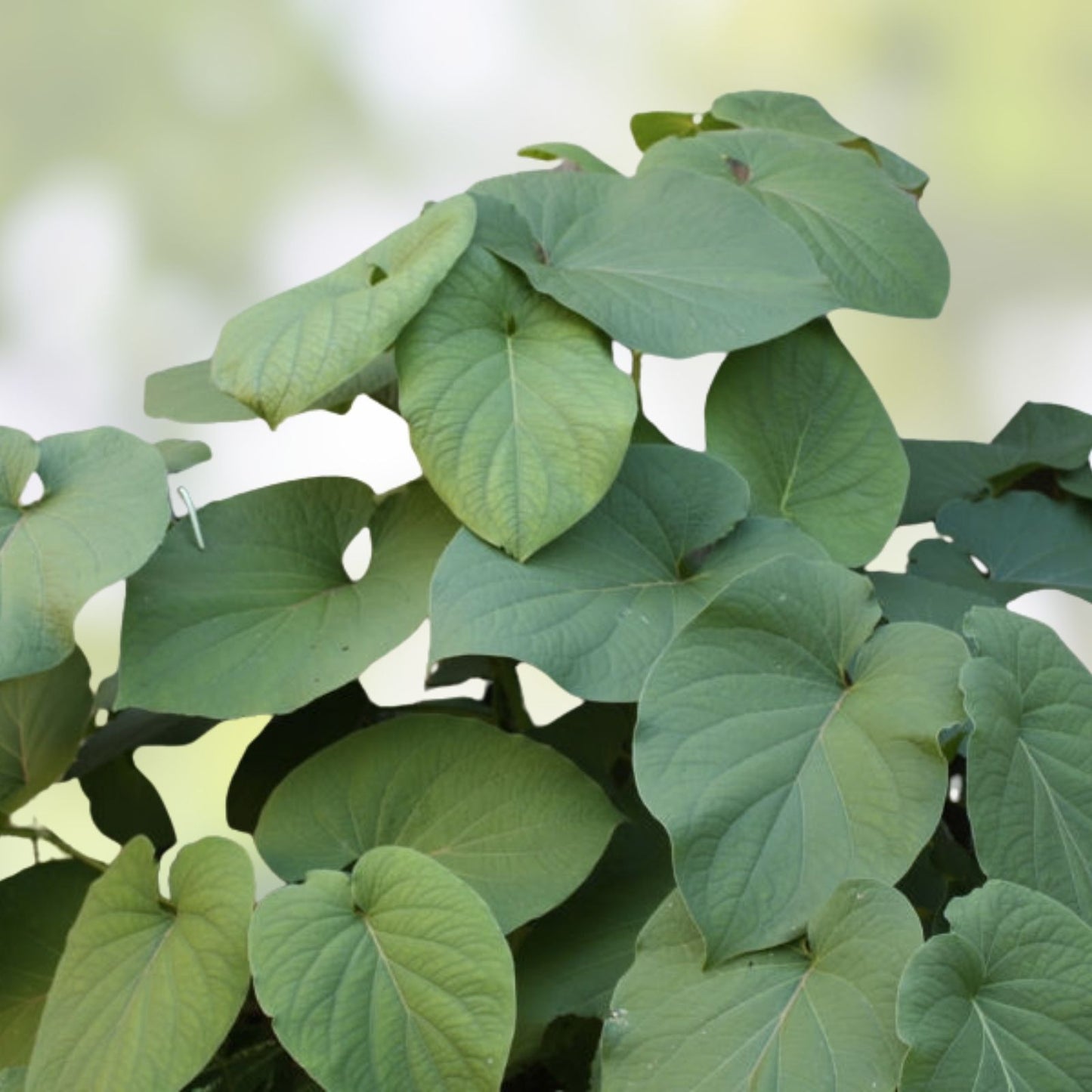 Rooted Piper Auritum Plant Mexican Pepperleaf Hoja Santa Herbaceous Perennial Fresh Herb