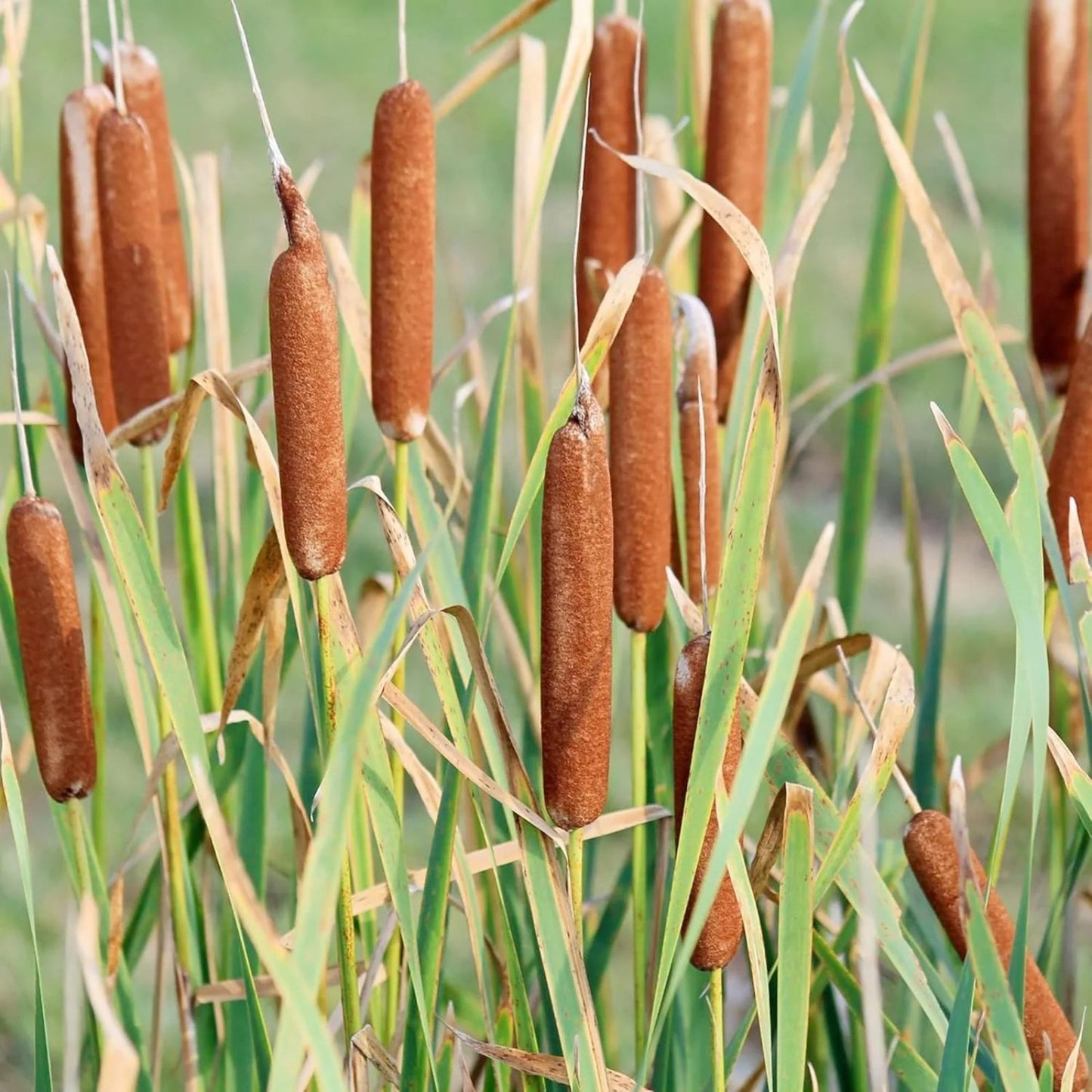 Cattail Seeds for Planting - 2,000+ Aquatic Plant Seeds - Typha latifolia - Wetland Pond Marsh Garden Accessory