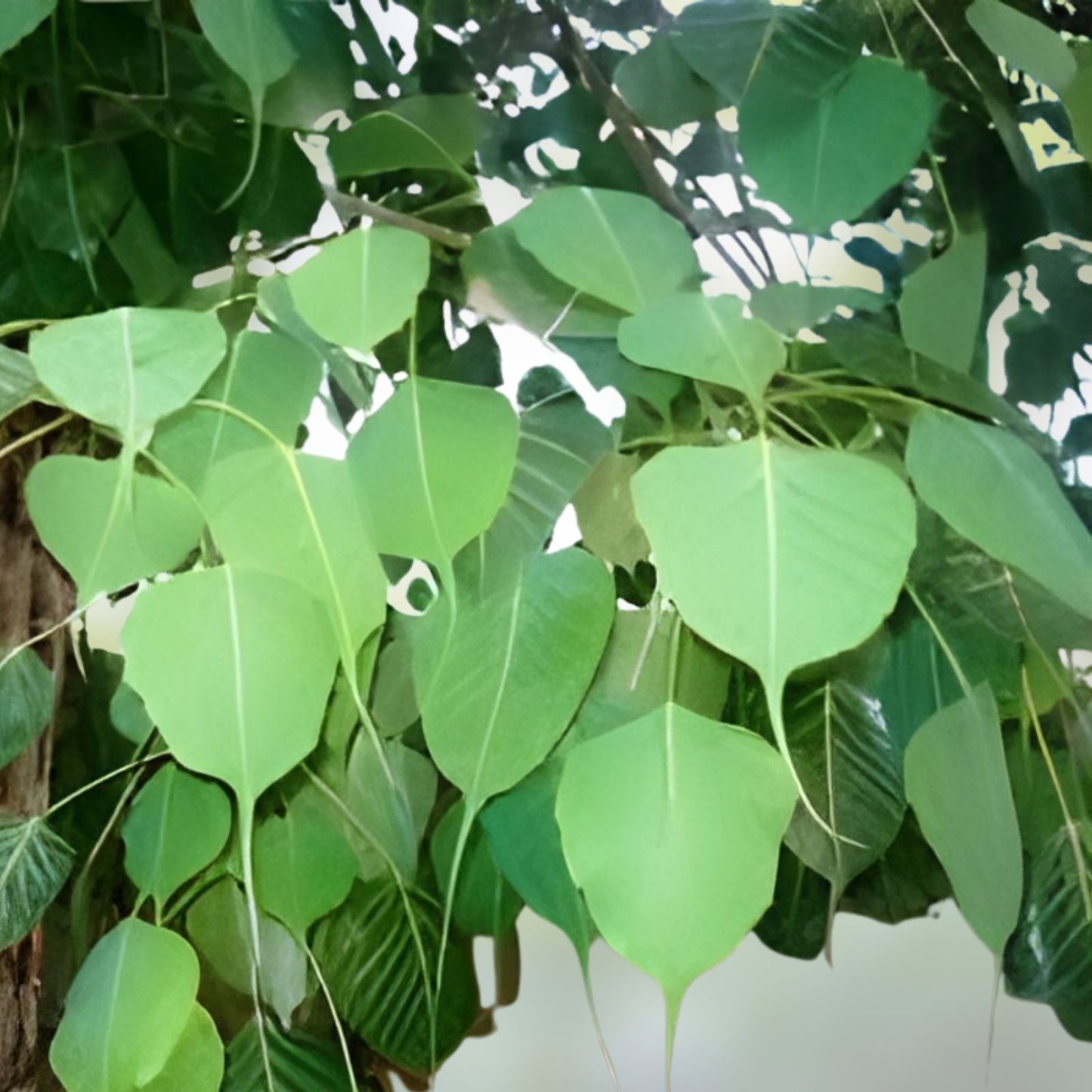 Ficus Religiosa Seeds - 80+ Sacred Fig Medicinal Seeds, Buddha Peepal, Meditation Tree, Herbal Planting, Ficus religiosa