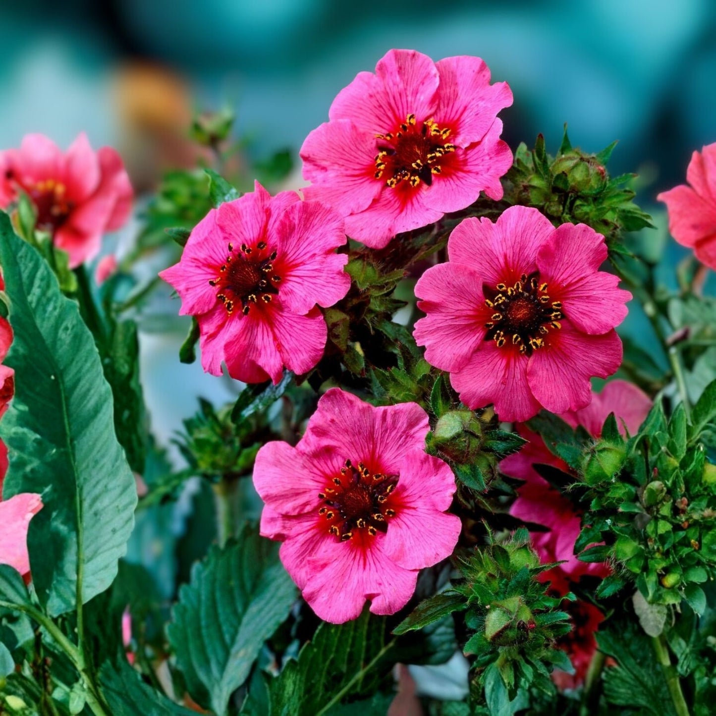 Potentilla Seeds 100 Count Bright Pink Flowers with Red Centers Perennial Flower Seeds Potentilla spp.