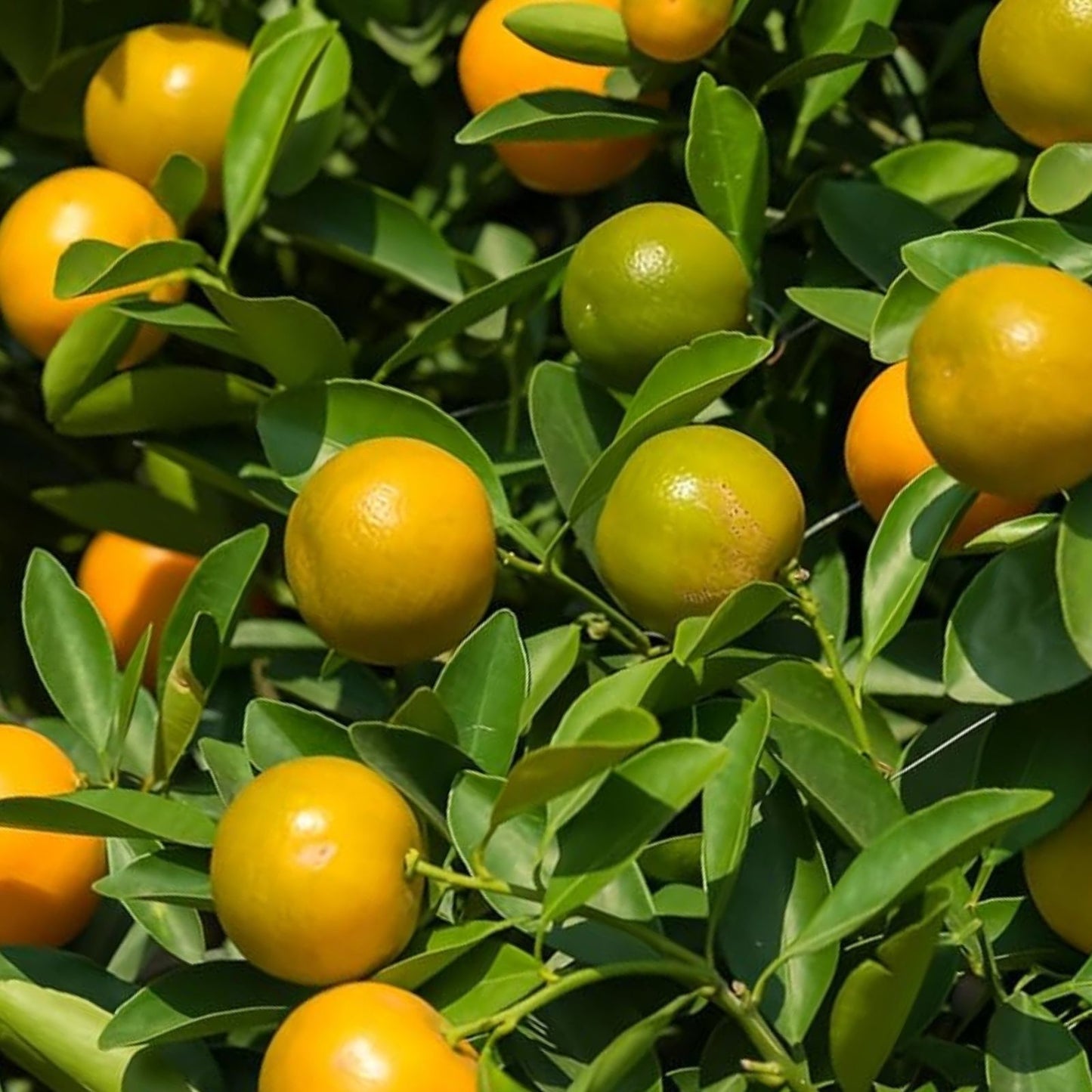 Calamansi Live Plant in Pot – Asian Calamansi, Calamondin Citrus, Air-Layered, Fruit-Bearing Indoor Plant