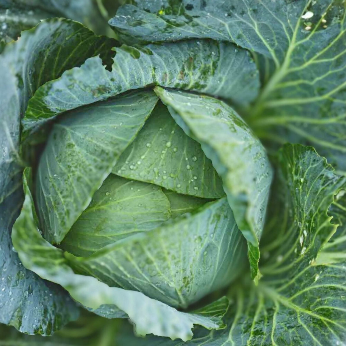 Heirloom Cabbage Seeds – Charleston Wakefield – Non-GMO – 25+ Seeds – Brassica oleracea Vegetables