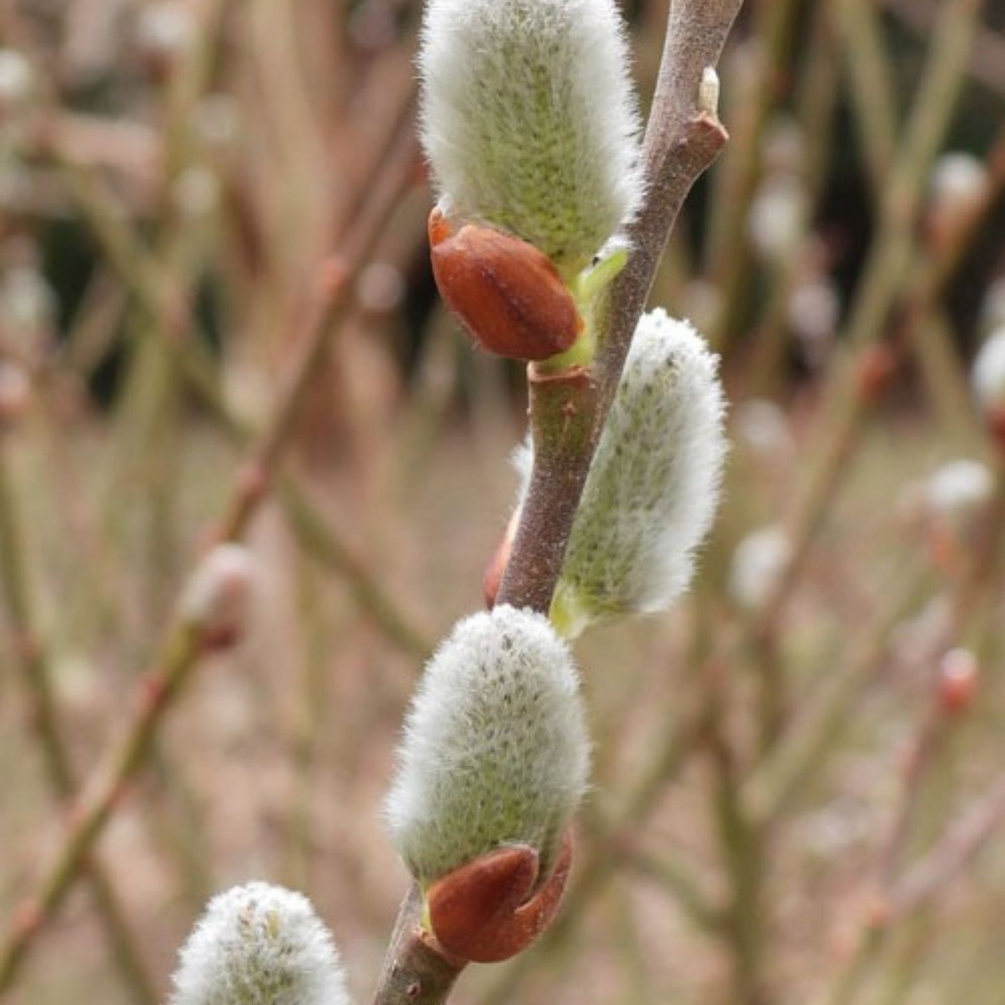 Pussy Willow Tree Stems 5 Piece Lot White Salix discolor 6-7 Inch for Planting - Decorative Branches for Arrangements