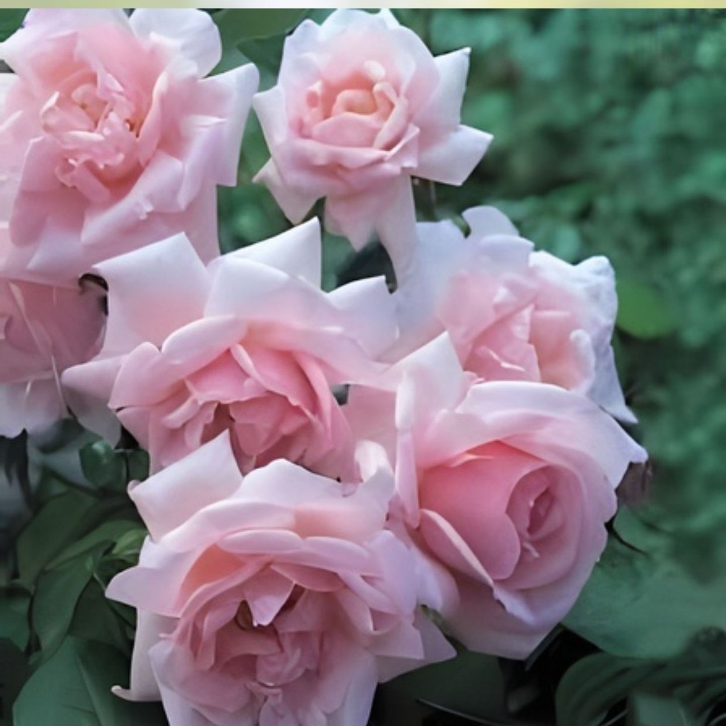 New Dawn Climbing Rose Cuttings – 6 Fresh Unrooted Propagation Cuttings – Rosa 'New Dawn' – Garden, Landscaping, Flowering Plant