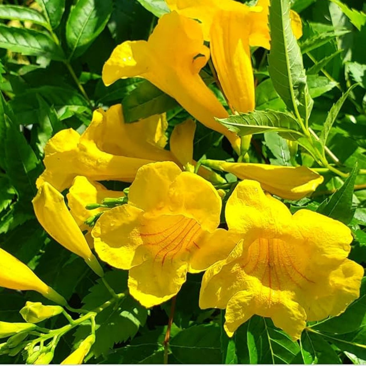 Yellow Hummingbird Bush Seeds - 20 Non-GMO Trumpet Vine Seeds - Tecoma stans - Bright Yellow Flowering Shrubs for Pollinator Gardens