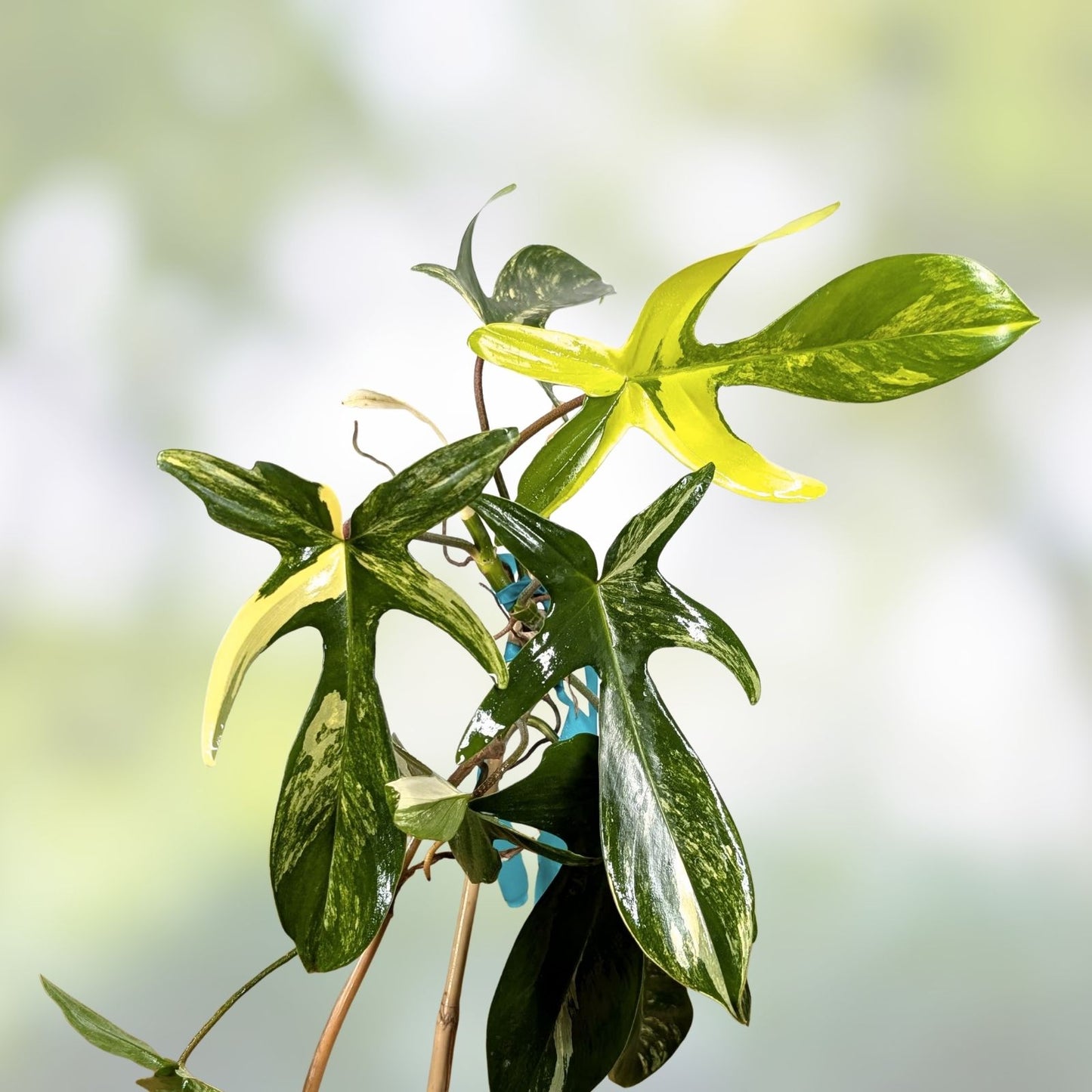 Variegated Philodendron Node Clipping - Florida Beauty - Rare Houseplant Cutting - Philodendron 'Florida Beauty'