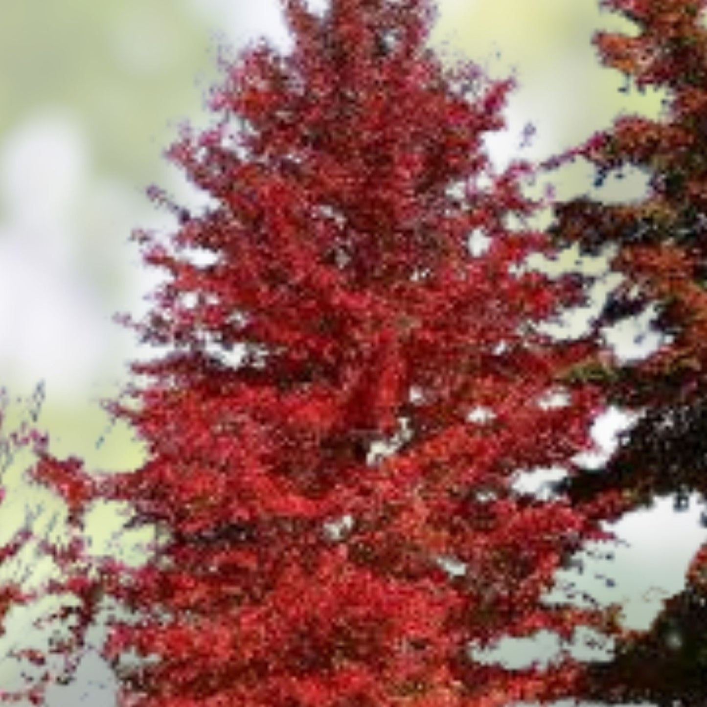 Blackgum Tree Live Plant 12-24 Inches Bare Root Nyssa sylvatica Native Shade Tree for Landscaping