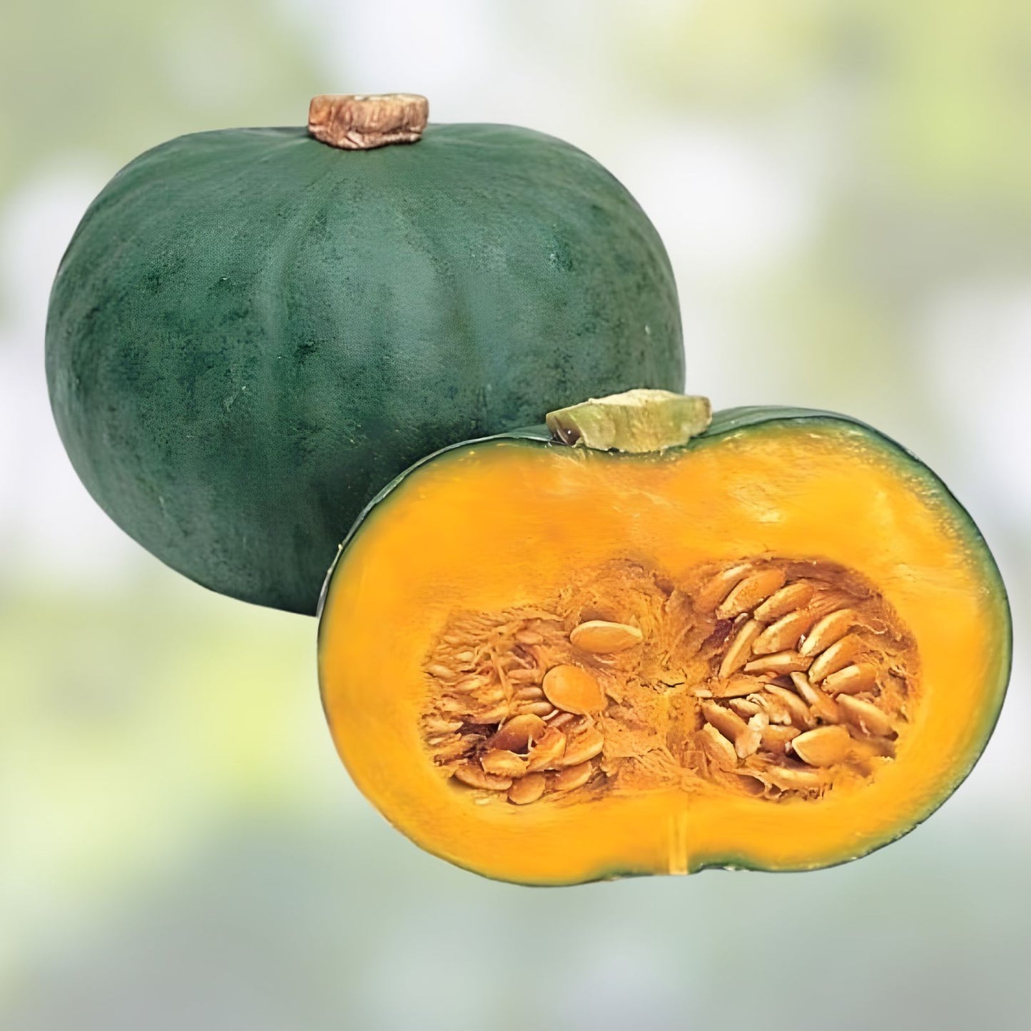 Blue Kuri Squash Seeds 10 Pack Heirloom Cucurbita maxima for Planting, Organic, Gourmet Vegetable Seeds from Iowa