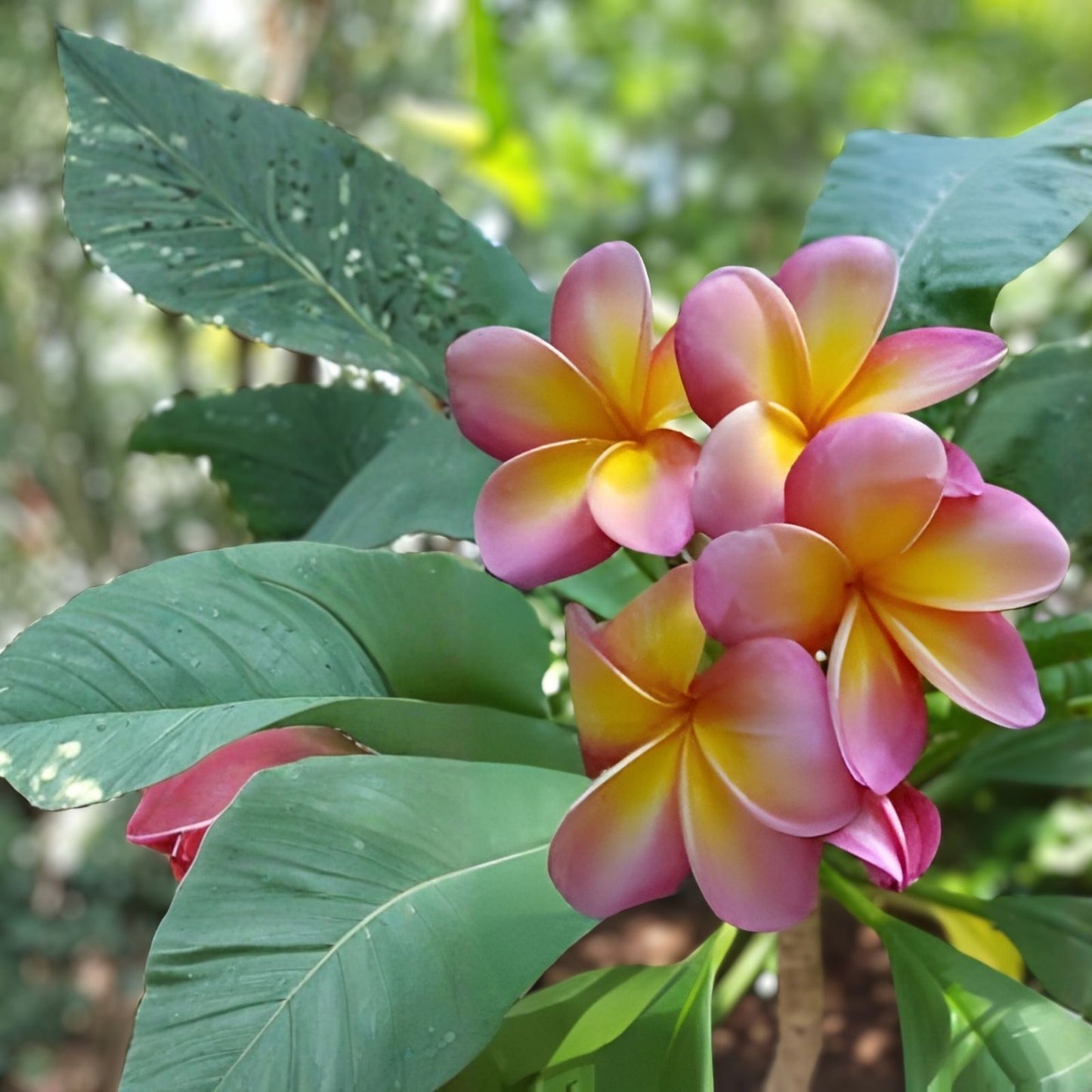 Fresh Cut Pink Yellow Plumeria Tree Cutting 6-8" - Frangipani Plant Hawaiian Variety