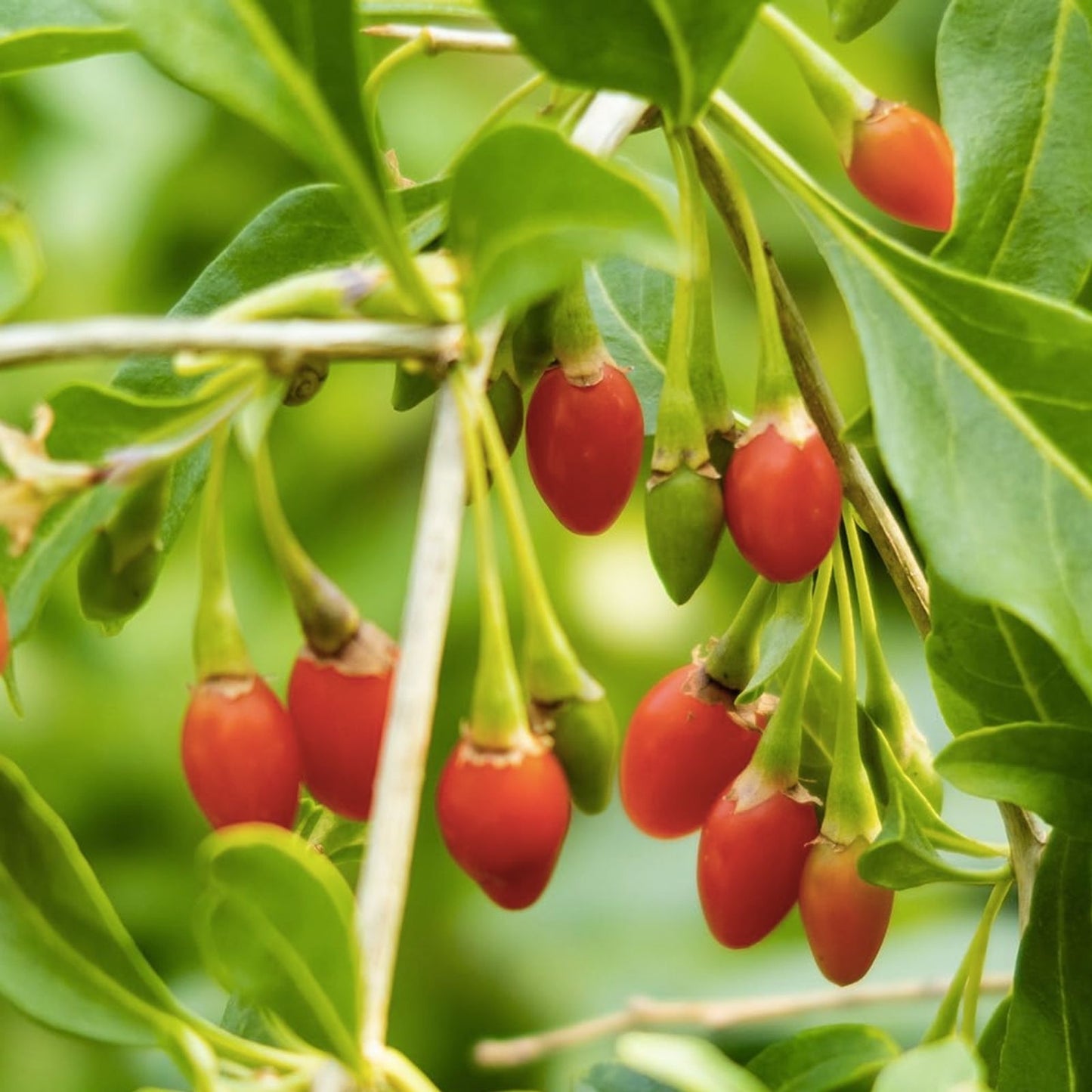 Goji Berry Cuttings - 5 Fresh Plant Cuttings - ANNY Variety - Lycium barbarum - Perfect for Rooting and Gardening