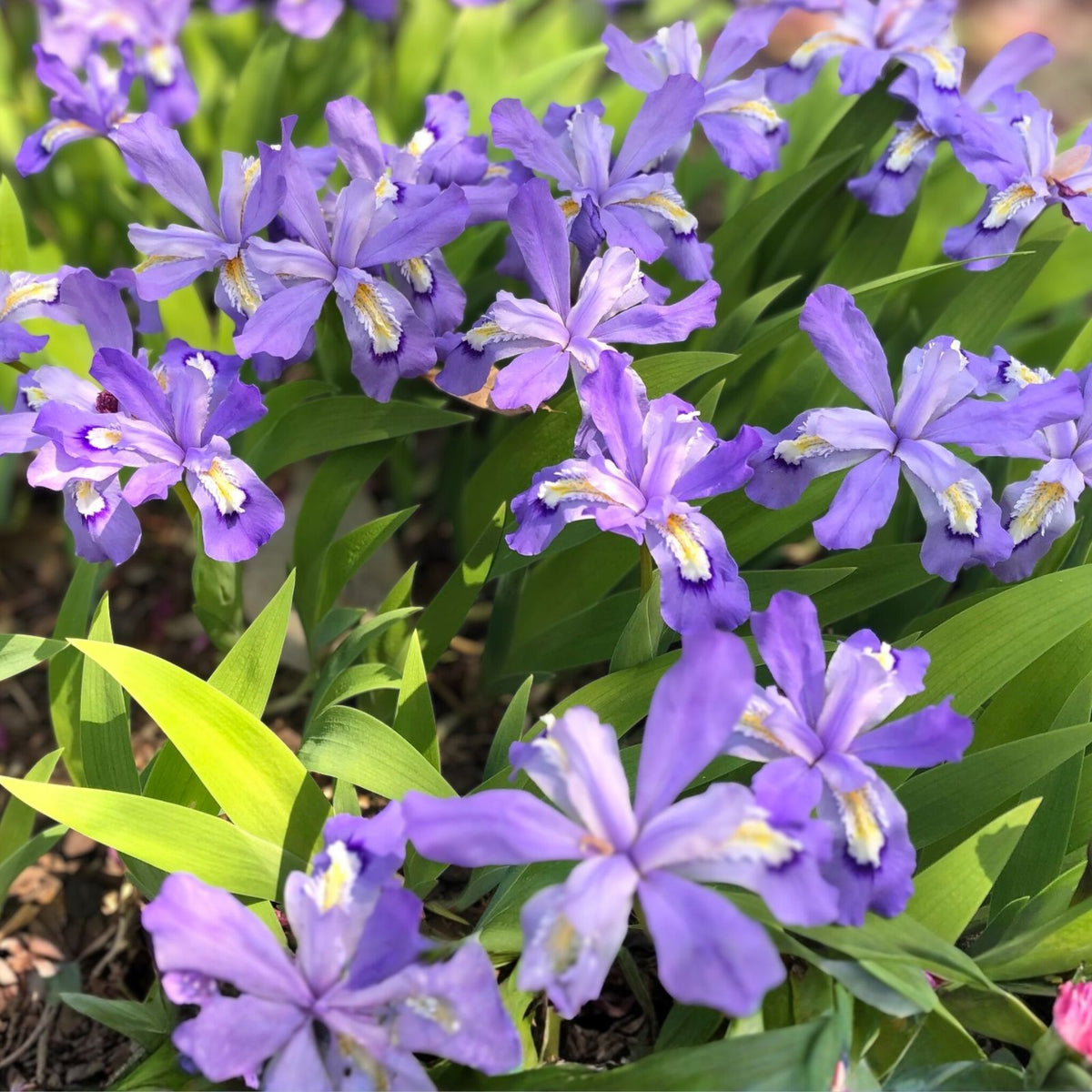 Crested Dwarf Iris Plants - 3 Bareroot Organic Cristatas - Native Medicinal Rhizomes for Sustainable Wildflower Gardens