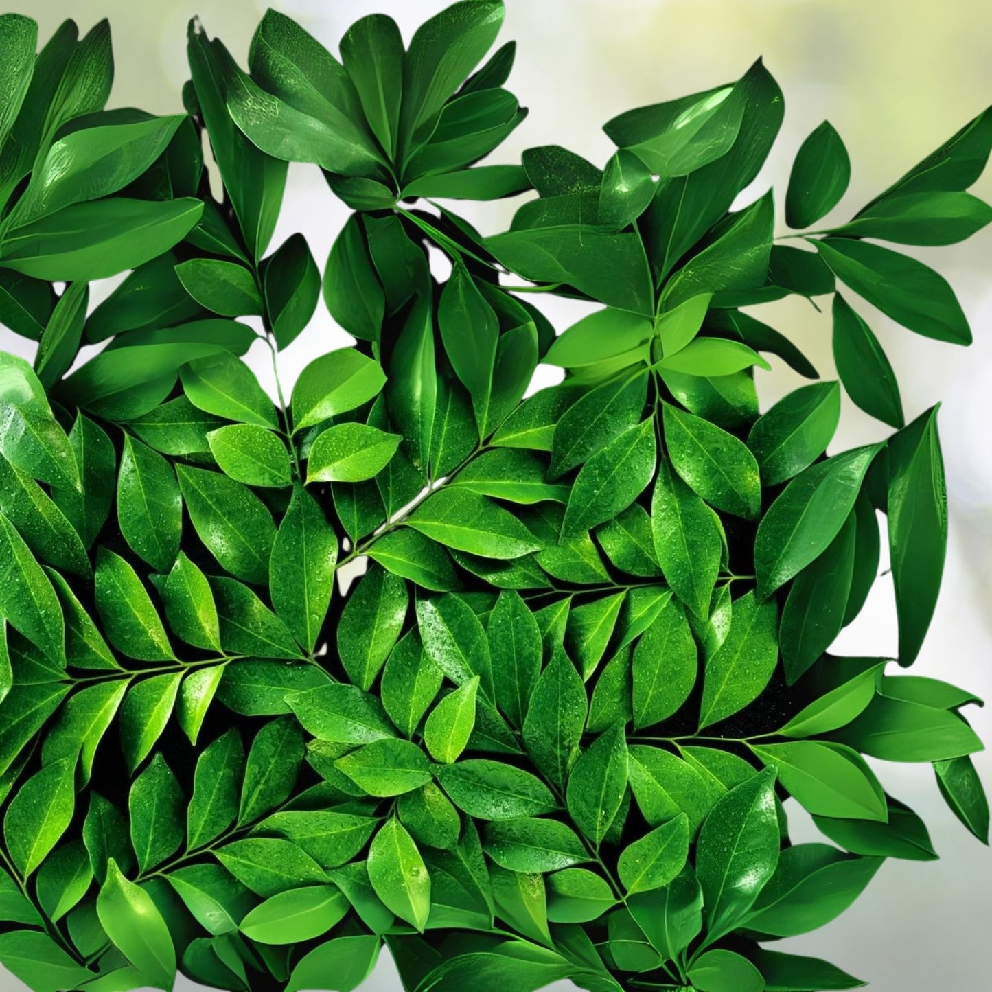 Tea Plant Seeds - 6 Pack - Camellia Sinensis - Herbal Tea Planting Seeds for Home Garden