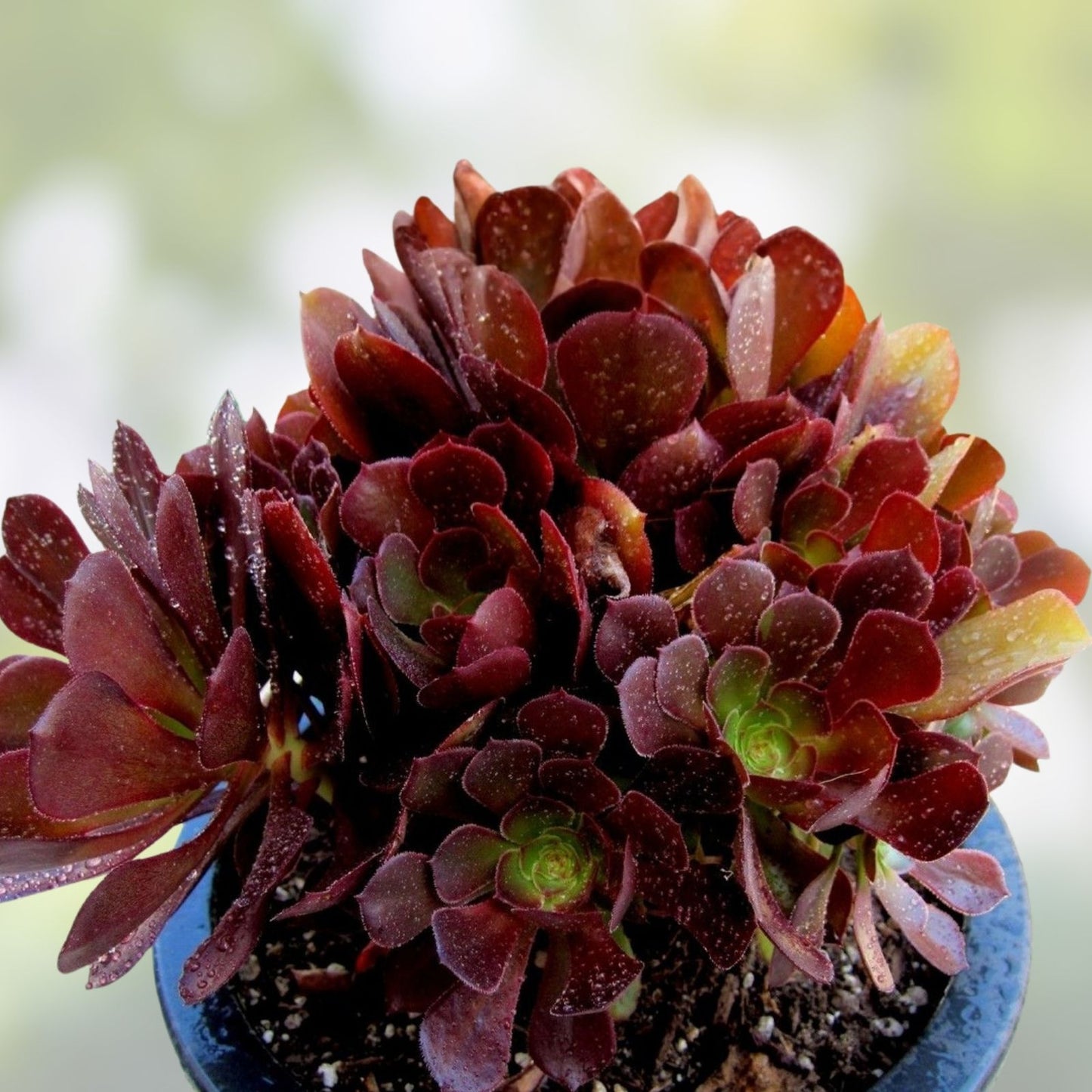 Rare Aeonium Kokino Hybrid Succulent Cuttings – Fresh & Healthy Succulent Plants for Collectors and Plant Lovers