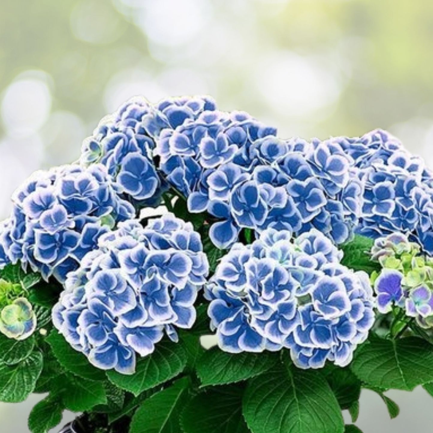 Bicolor Sonata Hydrangea Seeds 85 or 250 Non-GMO Flower Seeds Hydrangea macrophylla