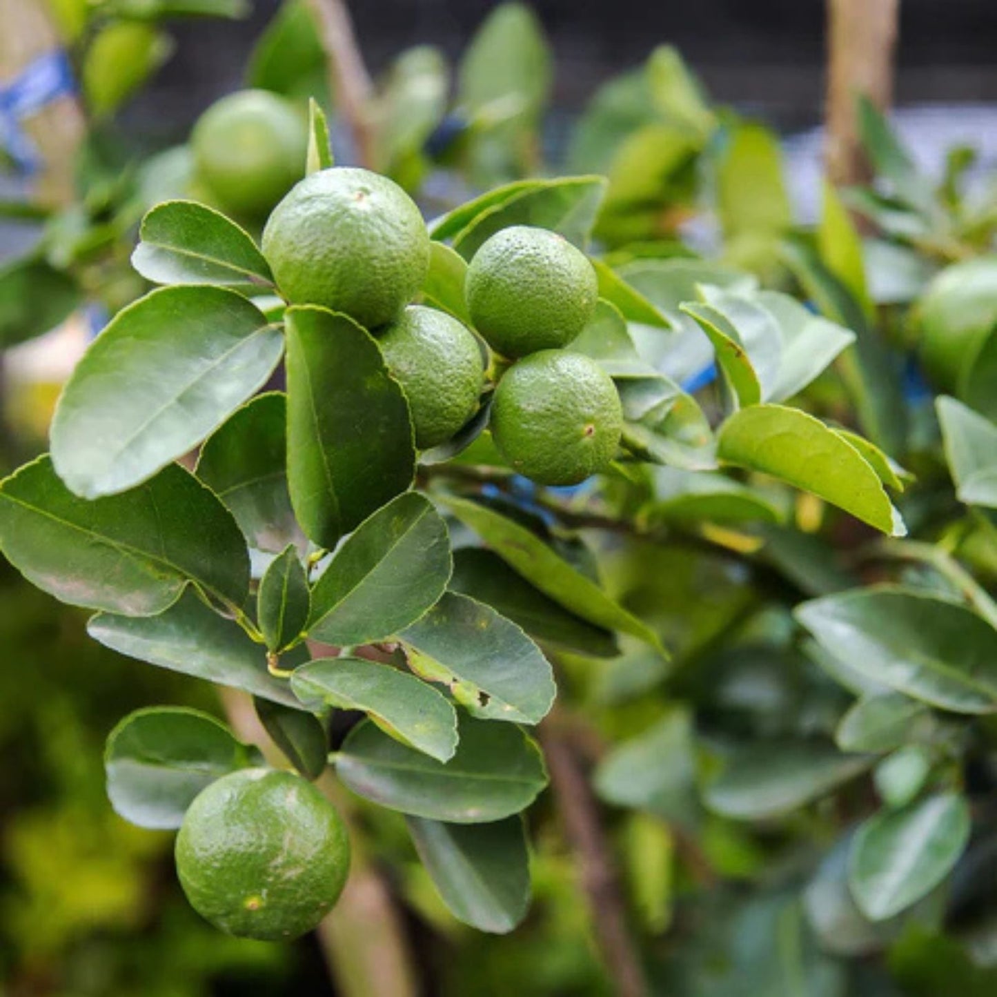 Key Lime Tree Seeds - 20+ Fast Growing Citrus aurantiifolia Seeds for Home Gardening, Fresh Lime Fruit Plant