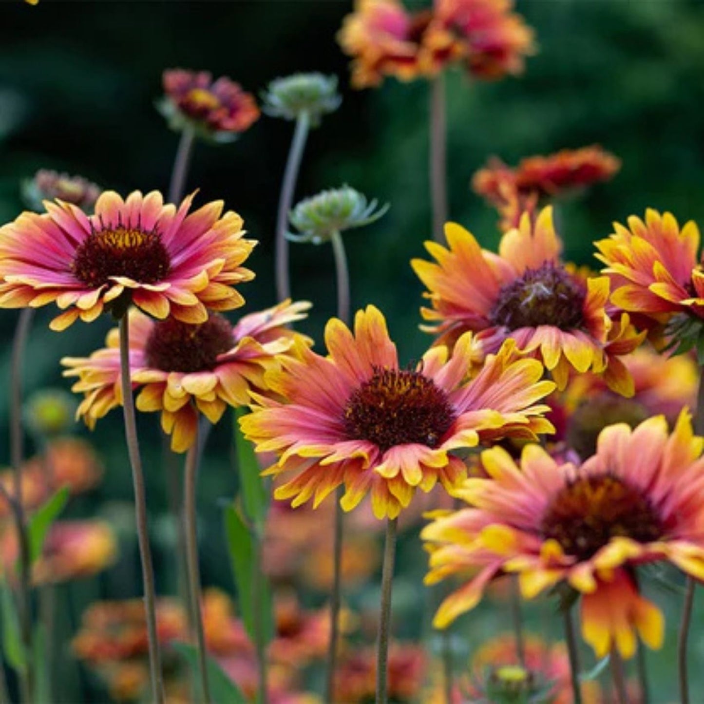 Indian Blanket Flower Seeds - Double Mix, 100 Seeds, Gaillardia pulchella, Native Wildflower, Drought Tolerant Garden Flower